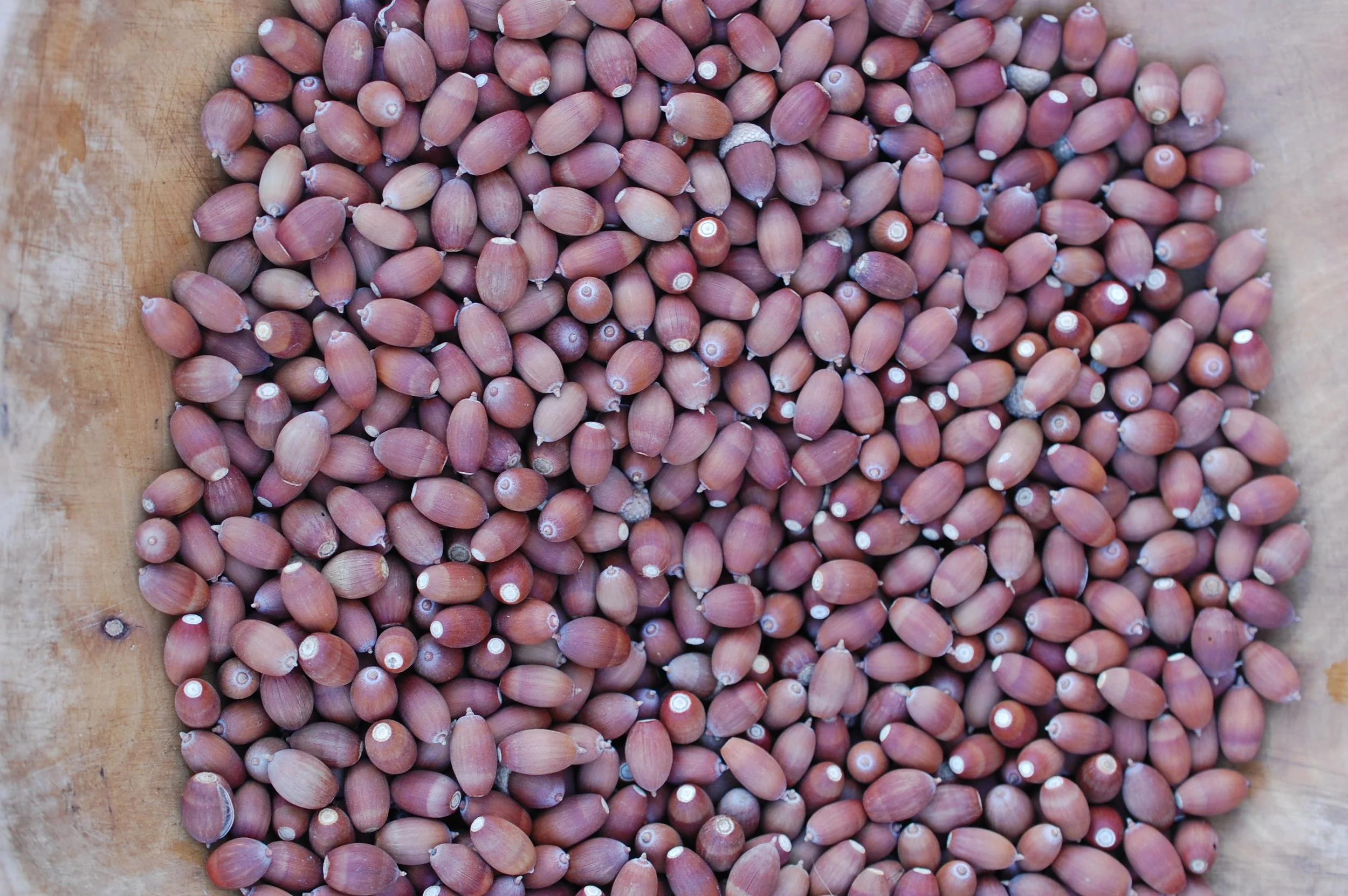 PAST WORKSHOP: Ancestral Foods: Acorn Processing Workshop