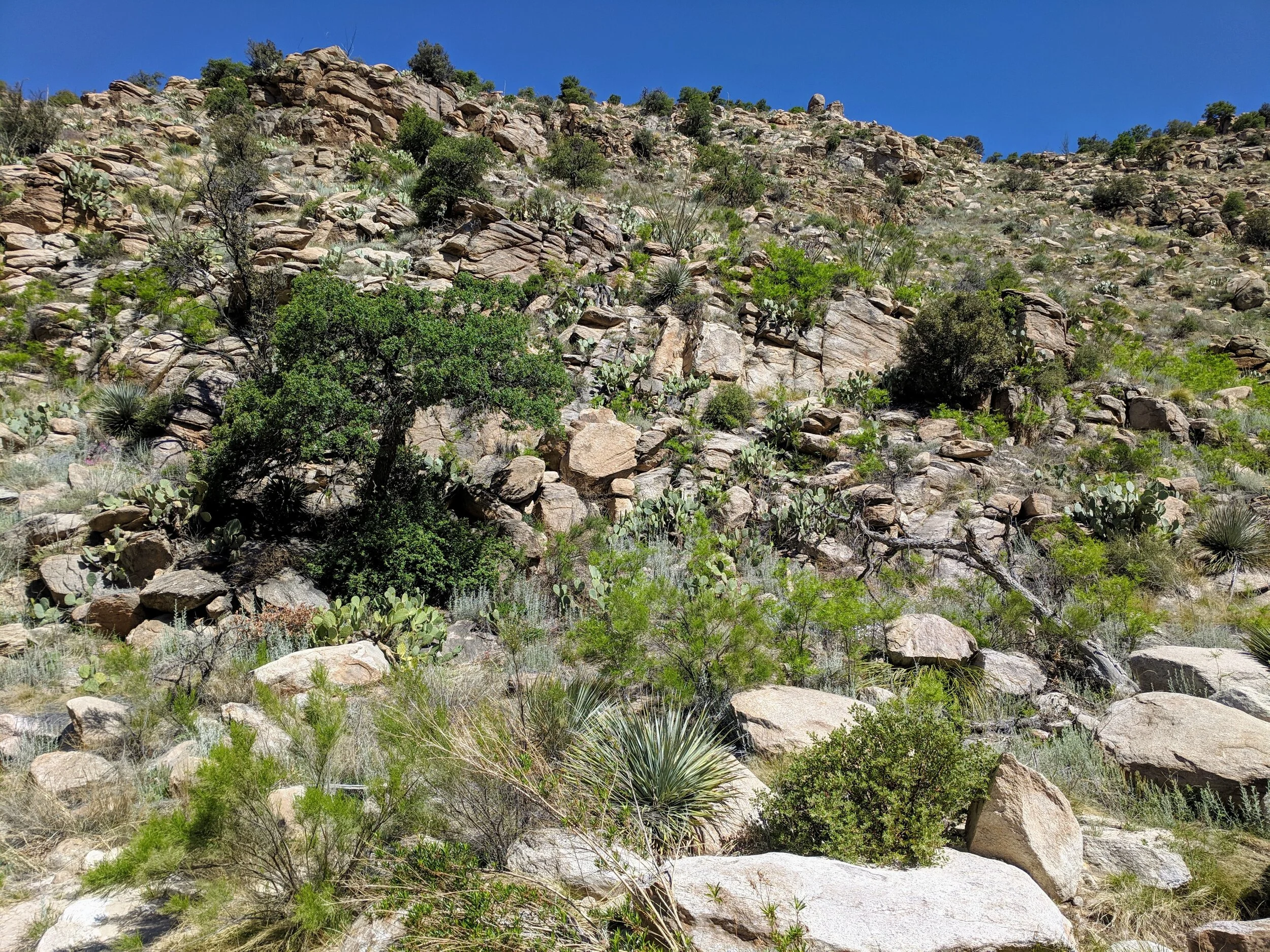 Sonoran desert habitat