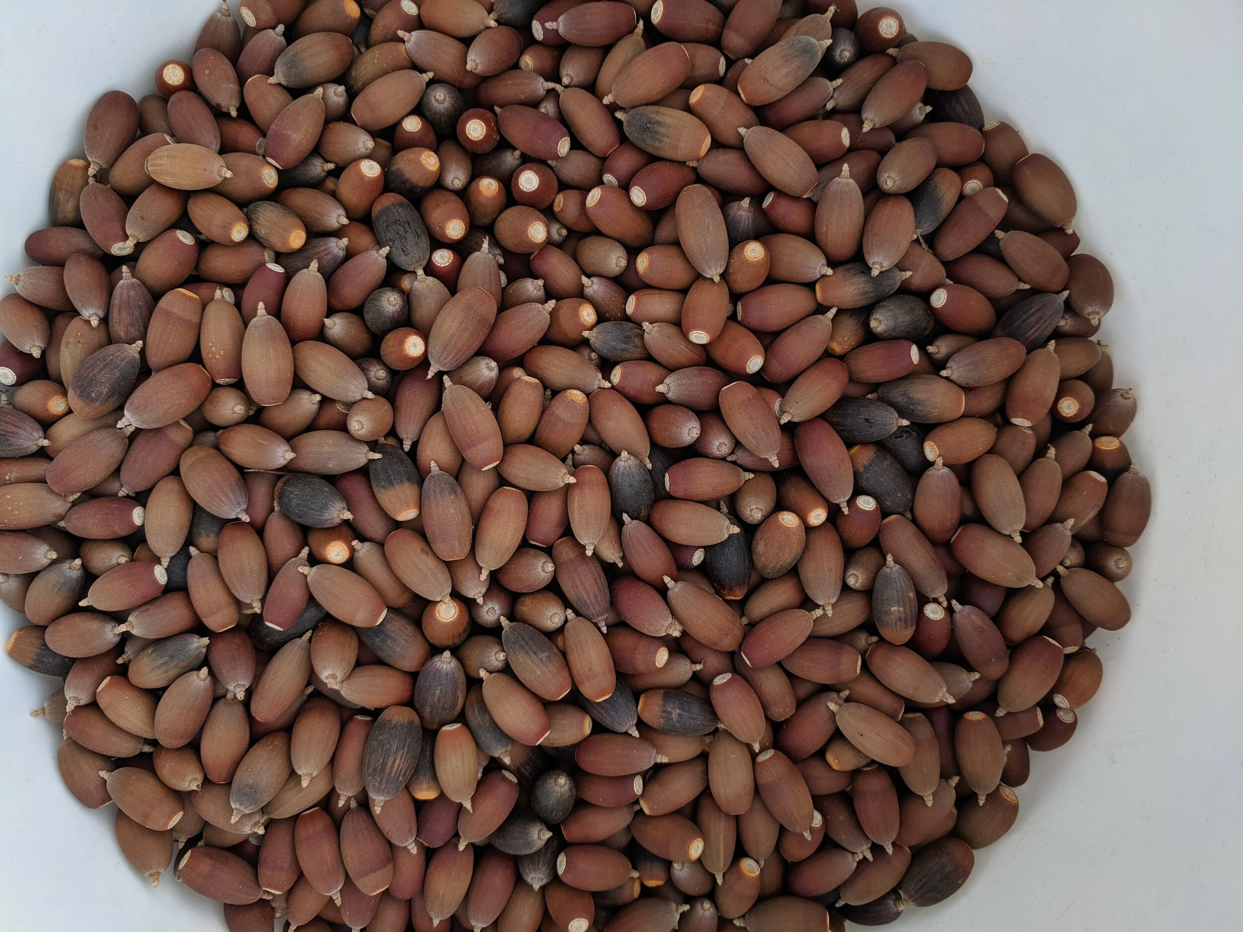 Ancestral Foods: Acorn Processing Workshop