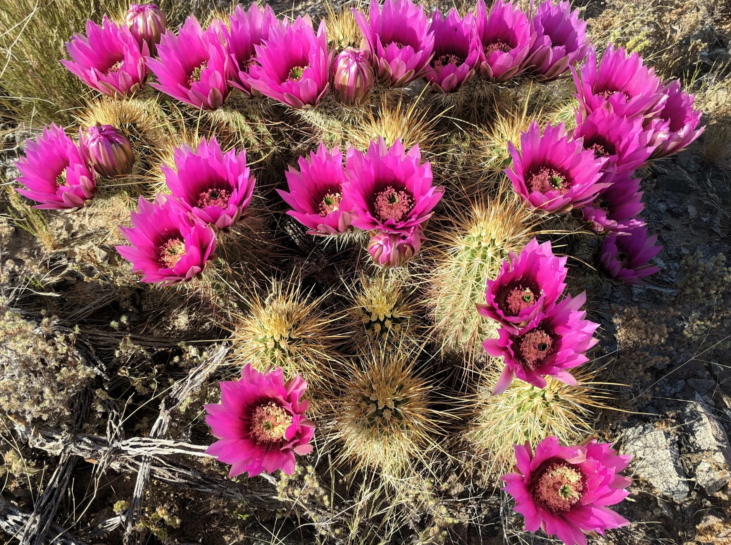 Medicinal Plants of the Sonoran Desert