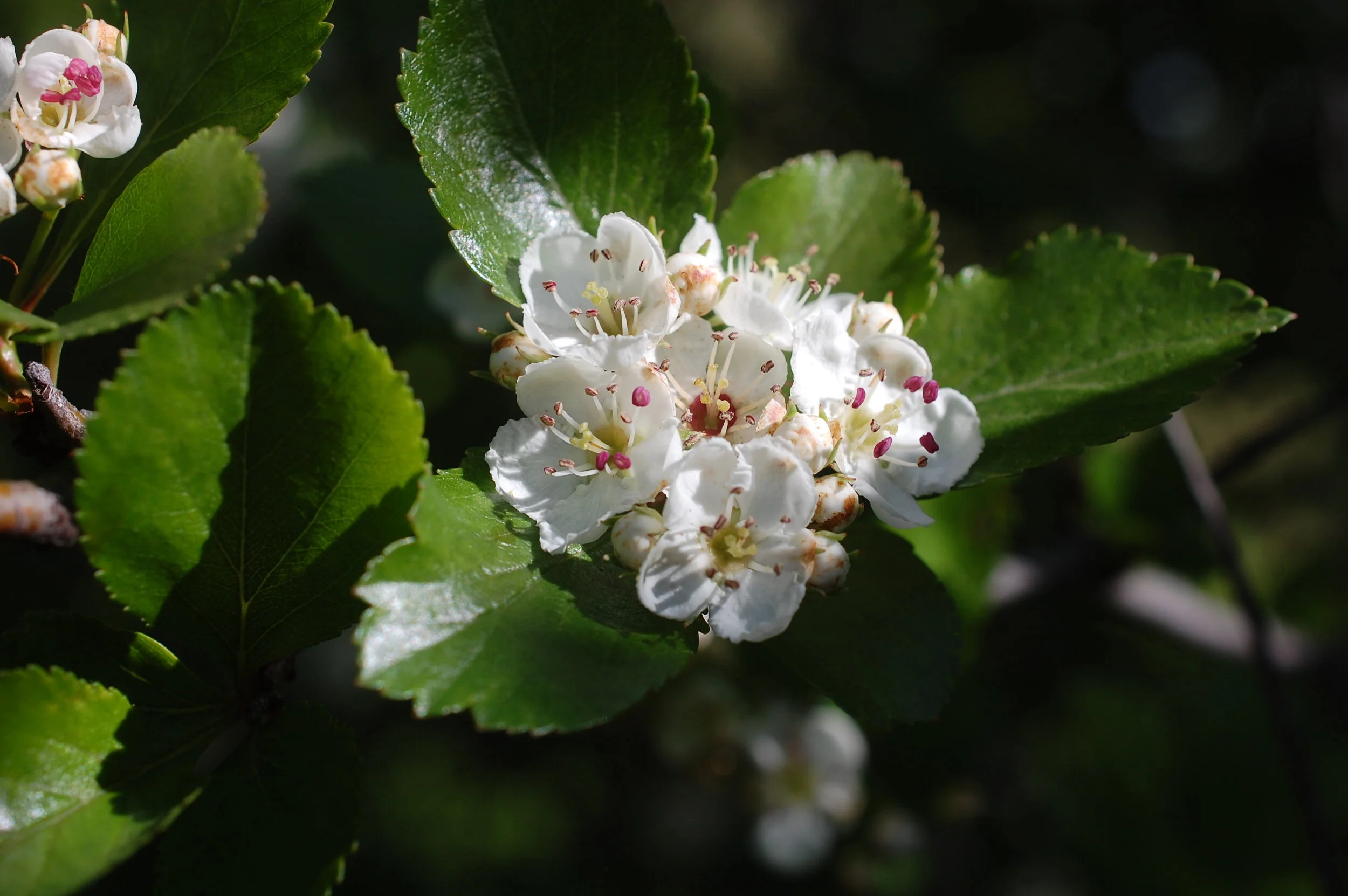 Past Workshop: Becoming A Bioregional Herbalist - Dallas/Fort Worth