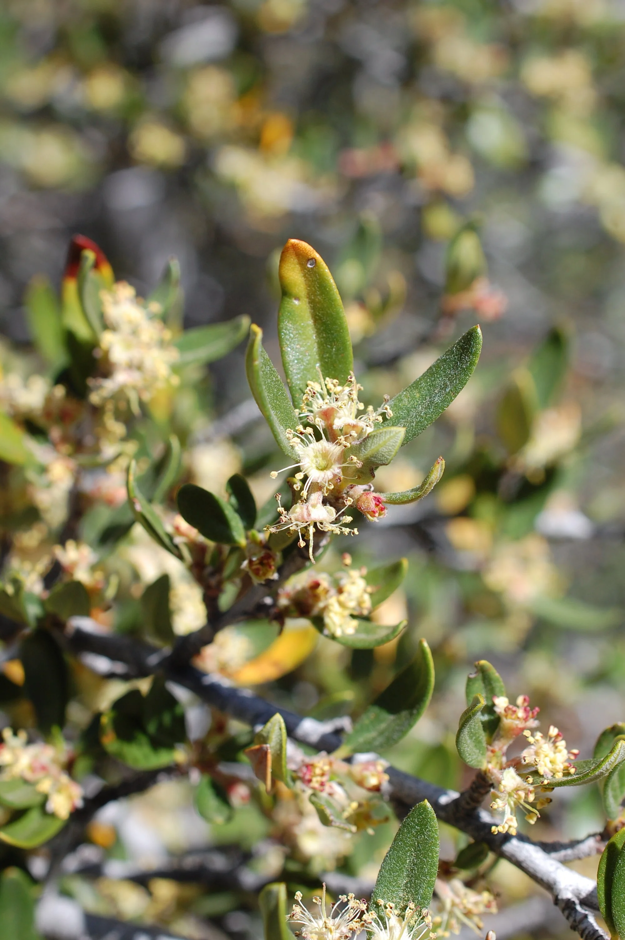 Mountain mahogany (Cercocarpus ledifolius) in bloom on Mt Charleston