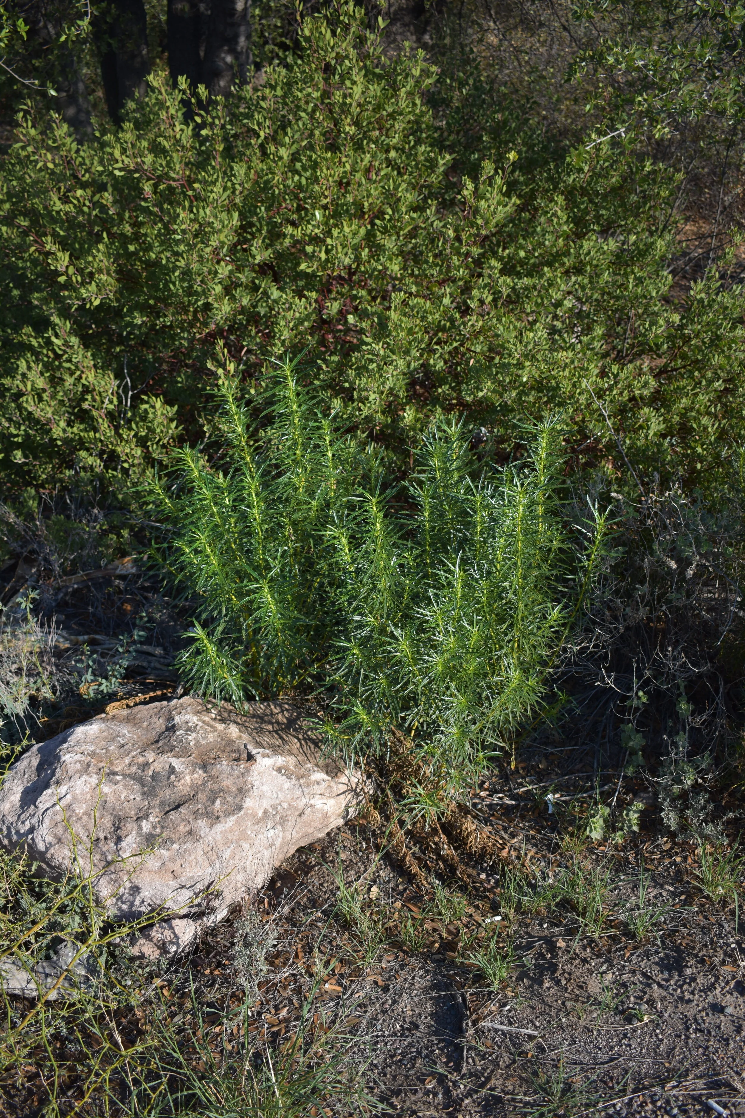 Virtual Plant Walk - Mojave Desert