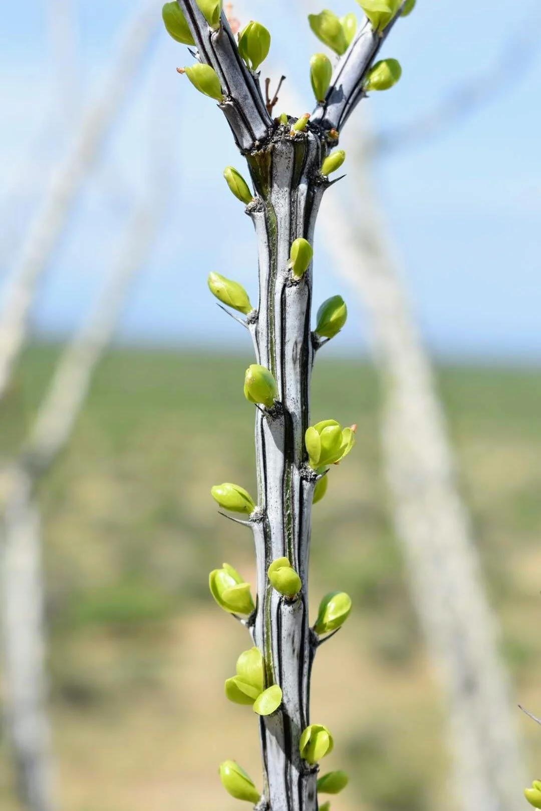 Virtual Plant Walk - Sonoran Desert 
