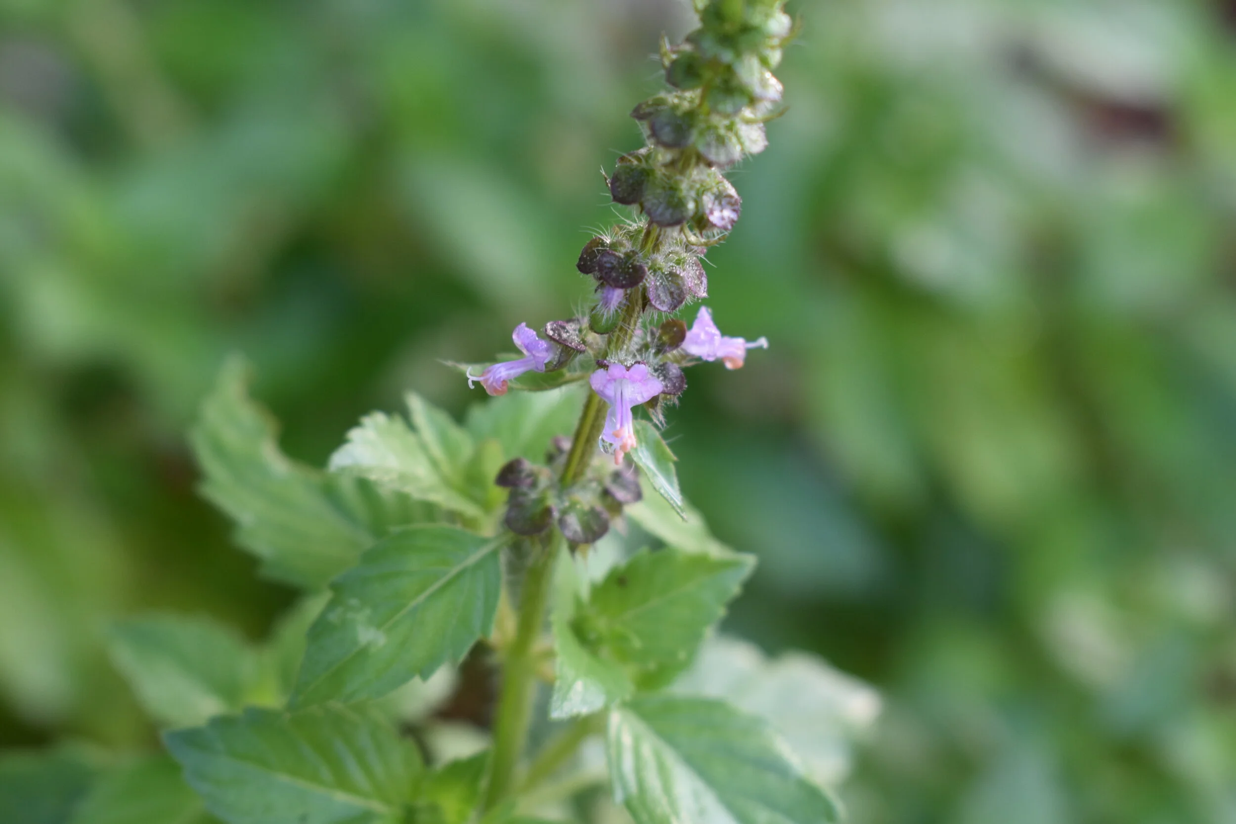 Plant Profile: Holy Basil, aka Tulsi