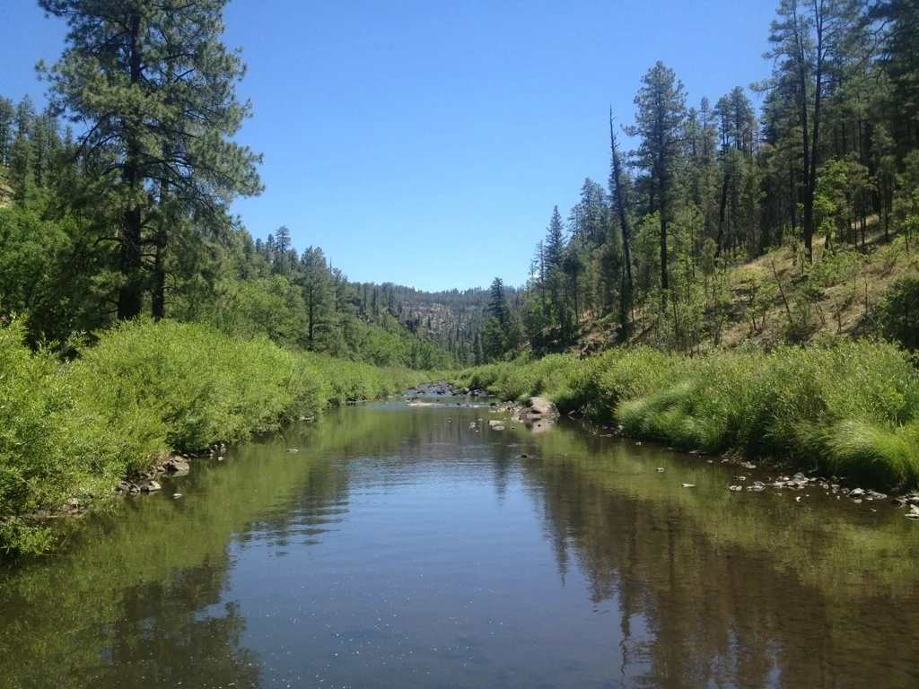 Becoming a Bioregional Herbalist - White Mountains 