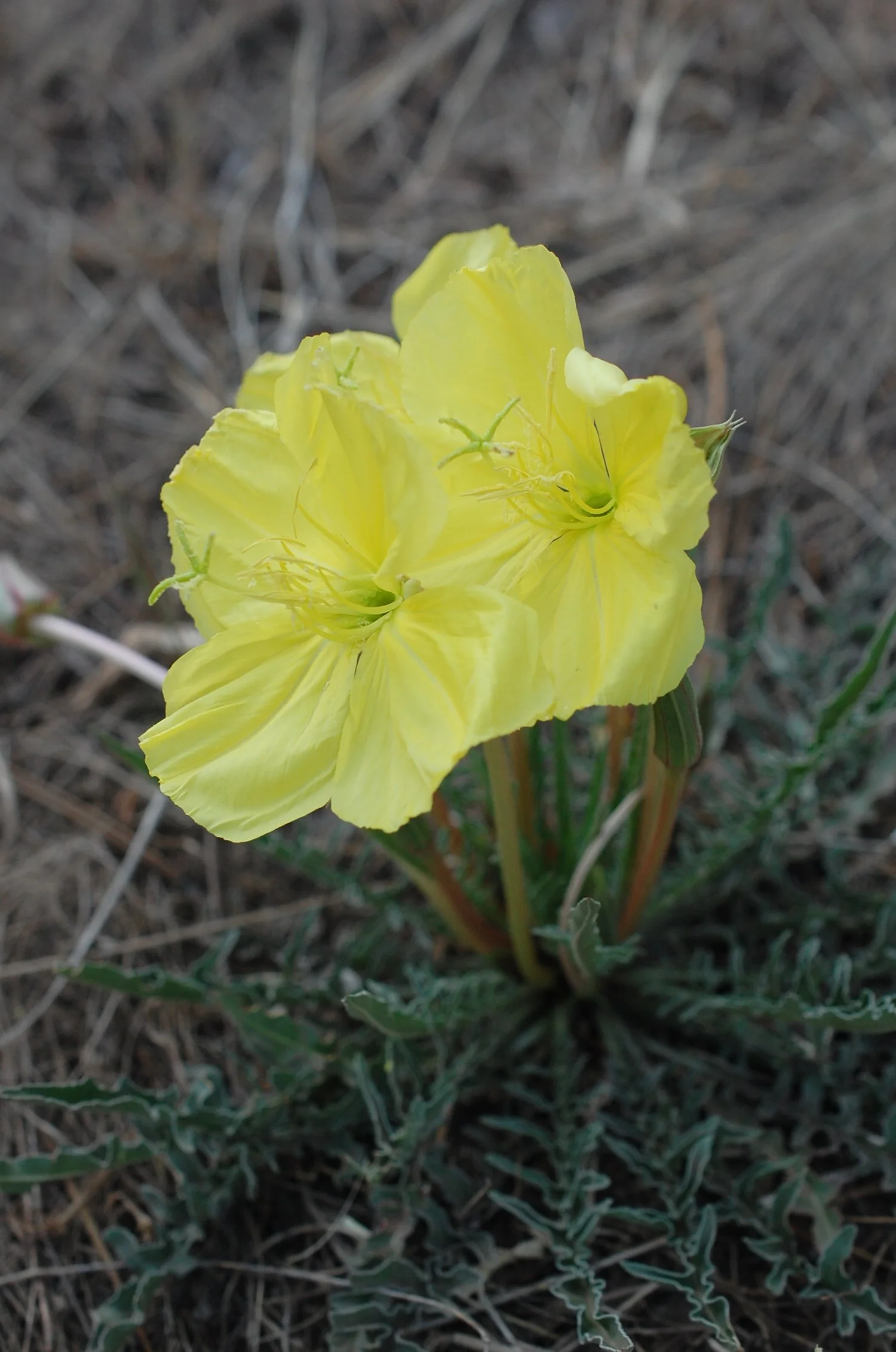 Becoming A Bioregional Herbalist - Southwest New Mexico