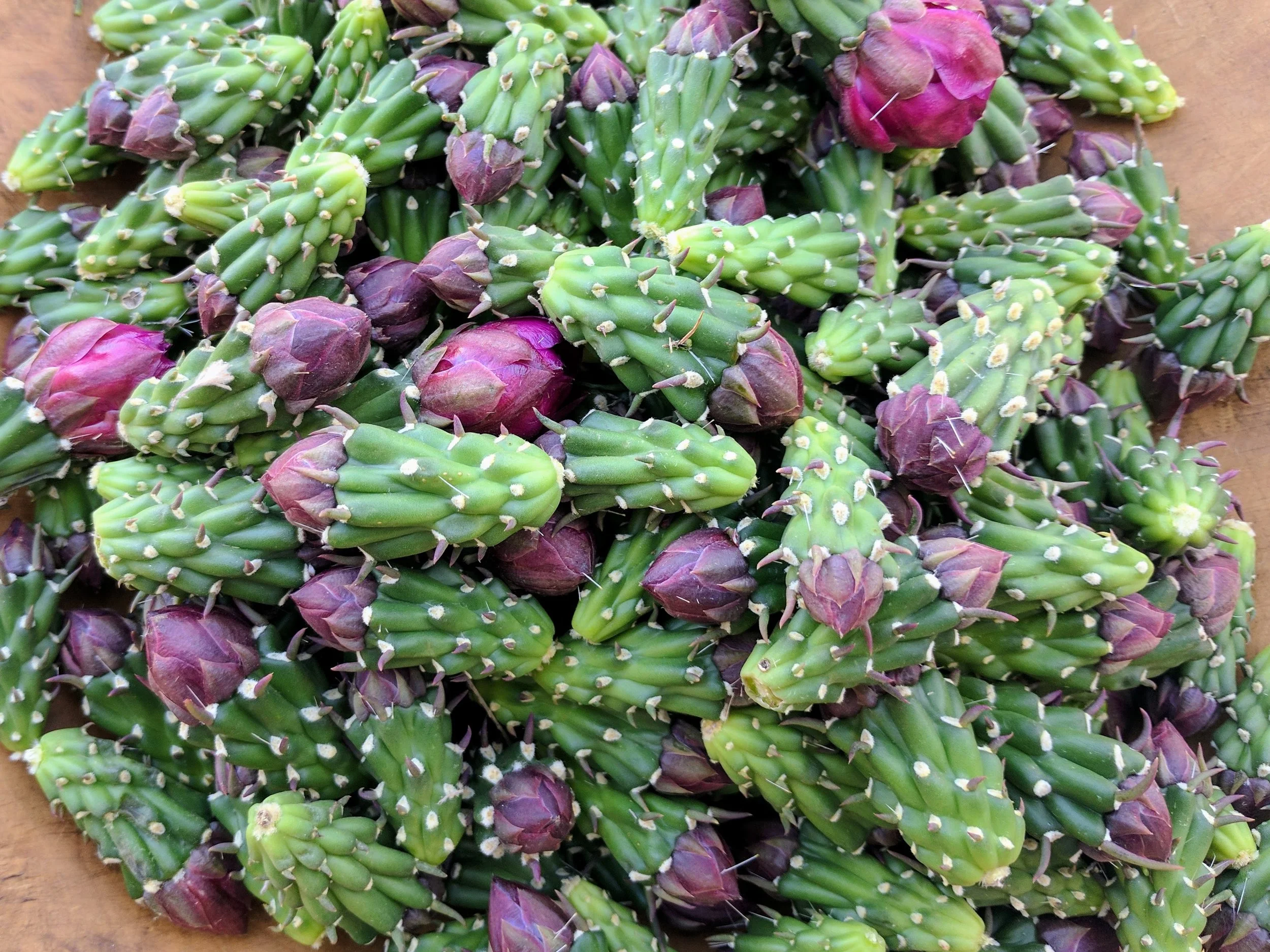 Foraging in the Sonoran Desert - Late Spring/Early Summer