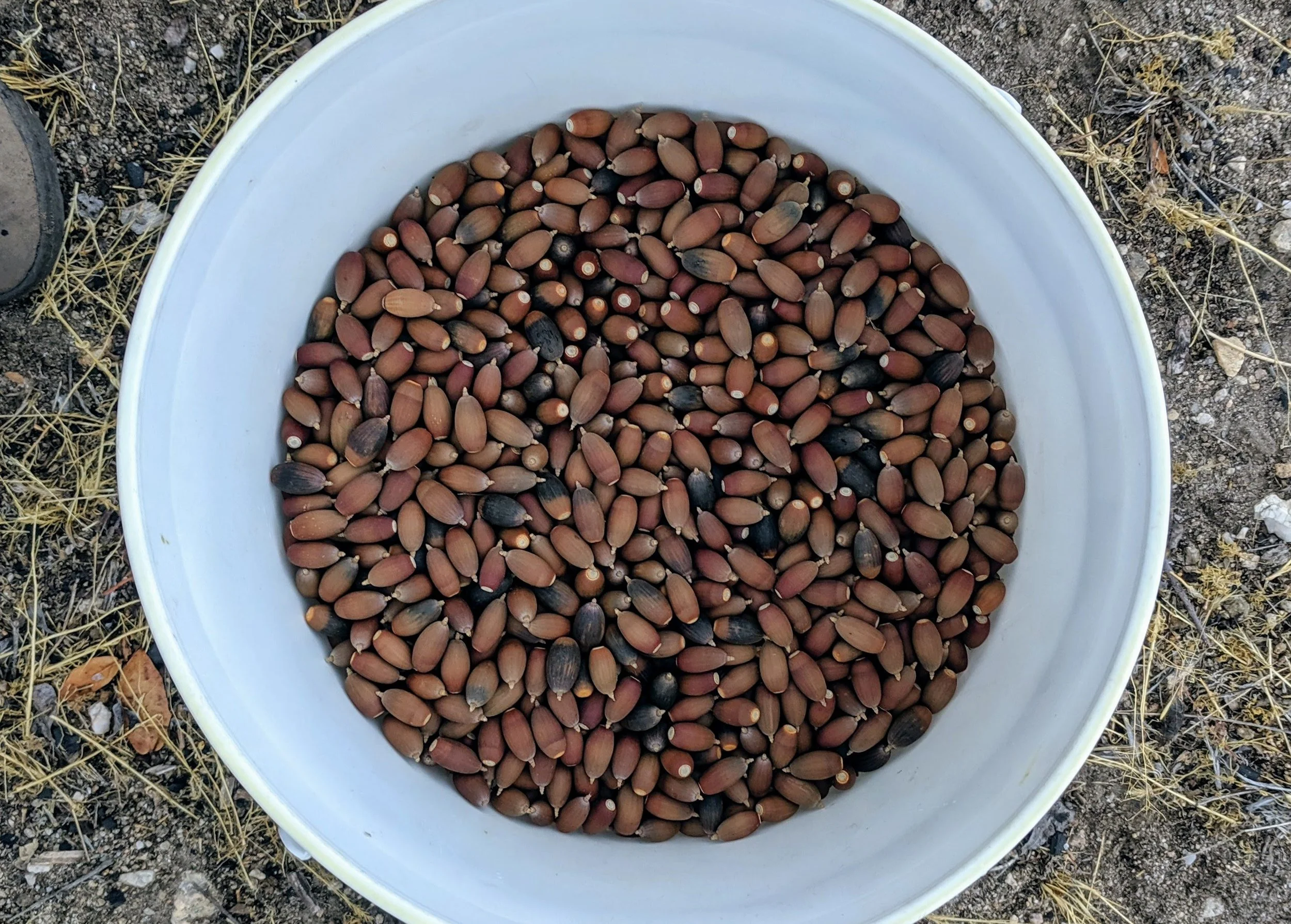 Foraging in the Sonoran Desert - Late Summer, Bellotas