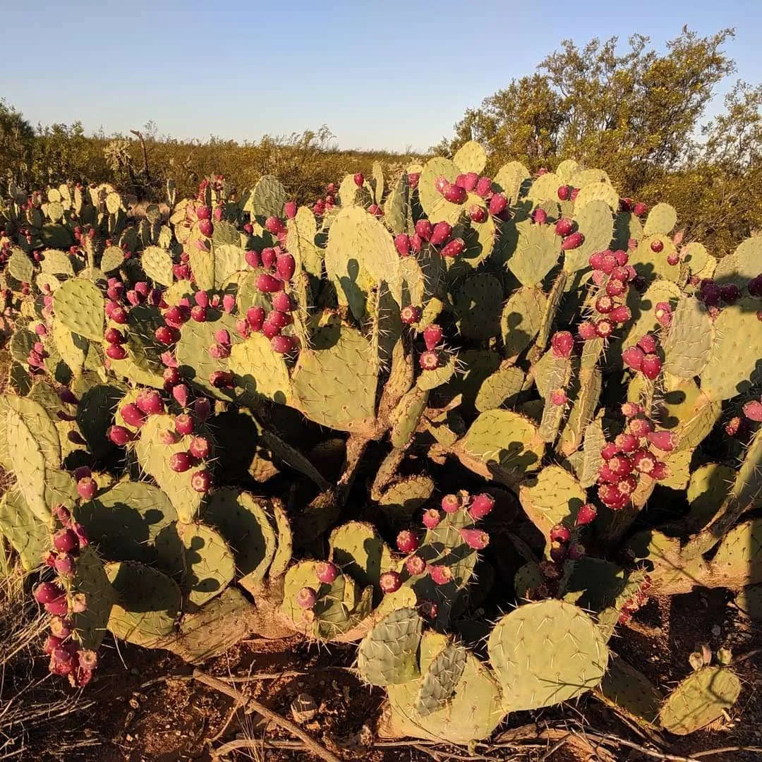 Foraging in the Sonoran Desert - Late Summer: All About Prickly Pear