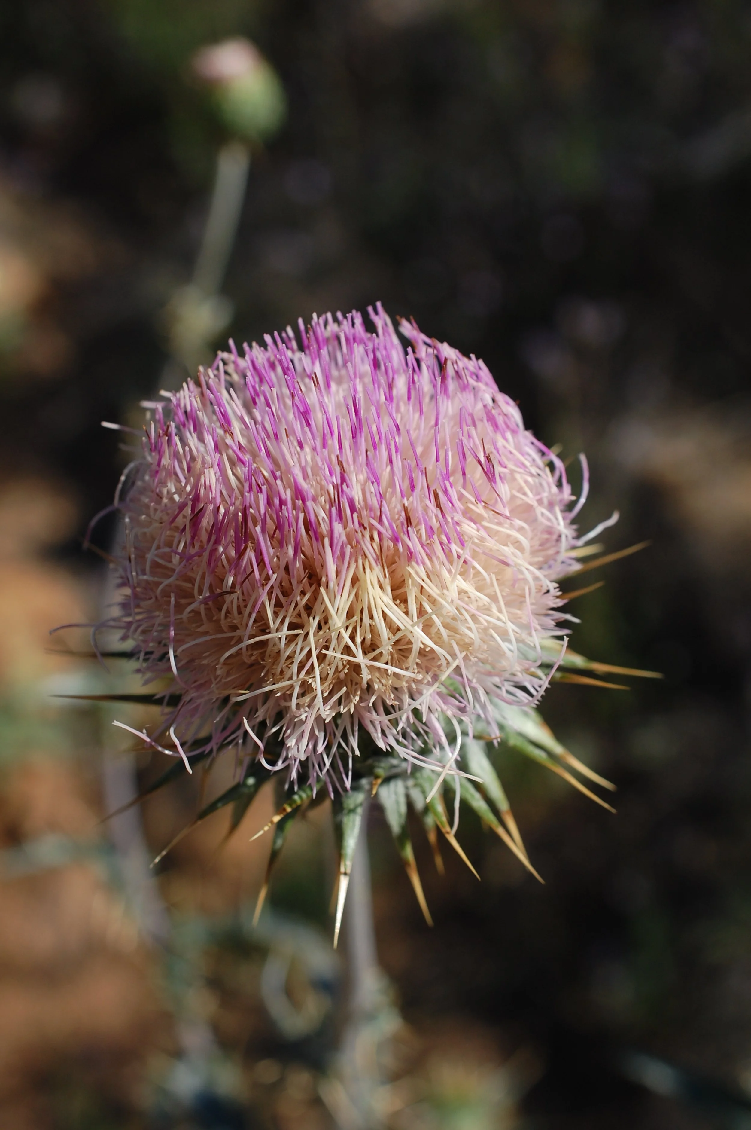 Becoming a Bioregional Herbalist - Spring in the Sonoran Desert &amp; Medicine Making