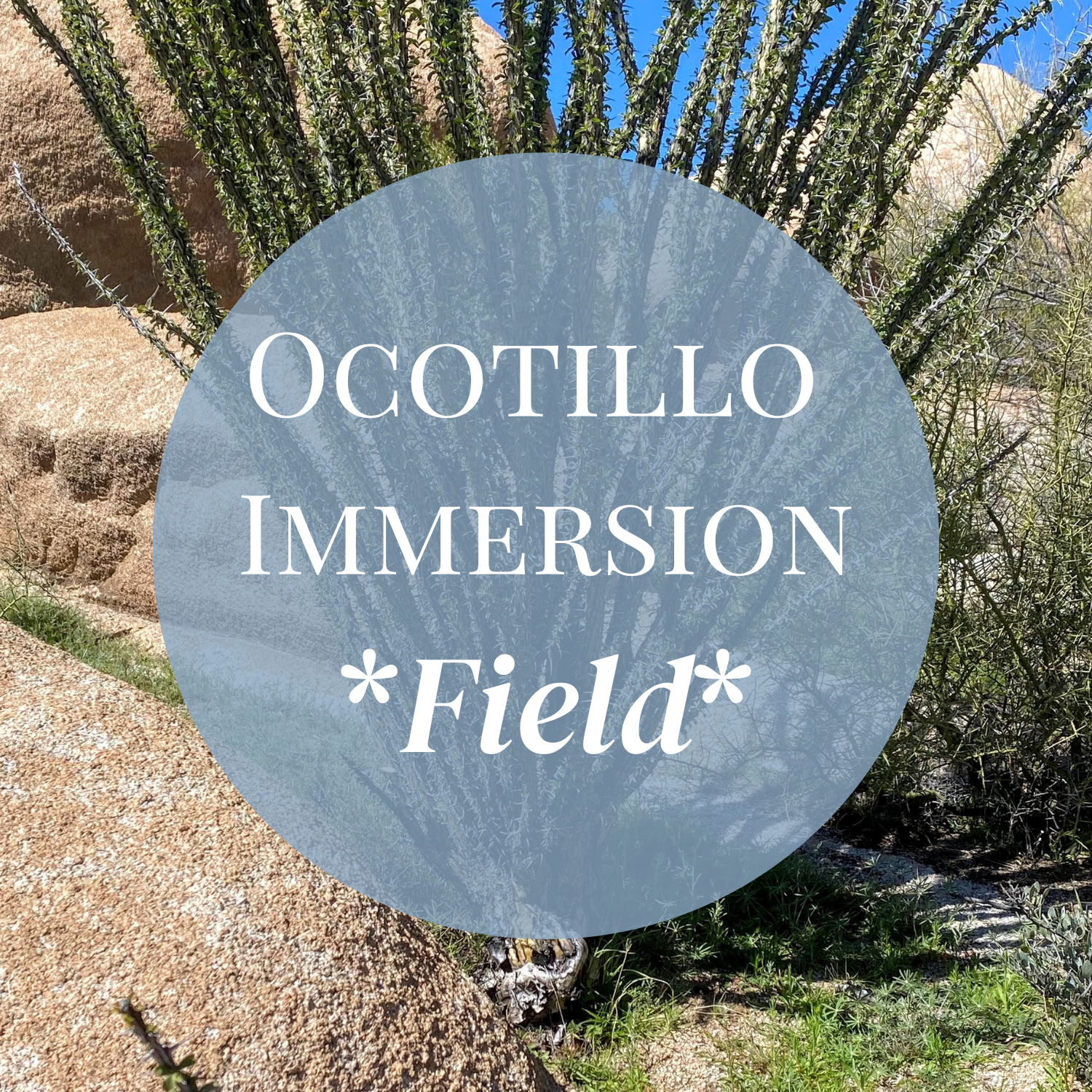 Ocotillo Immersion - Field Course