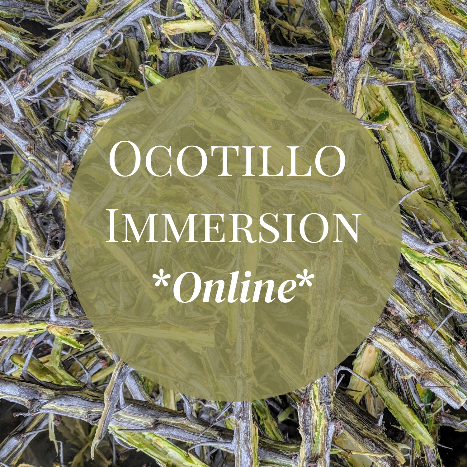 Ocotillo Immersion - Online Course 