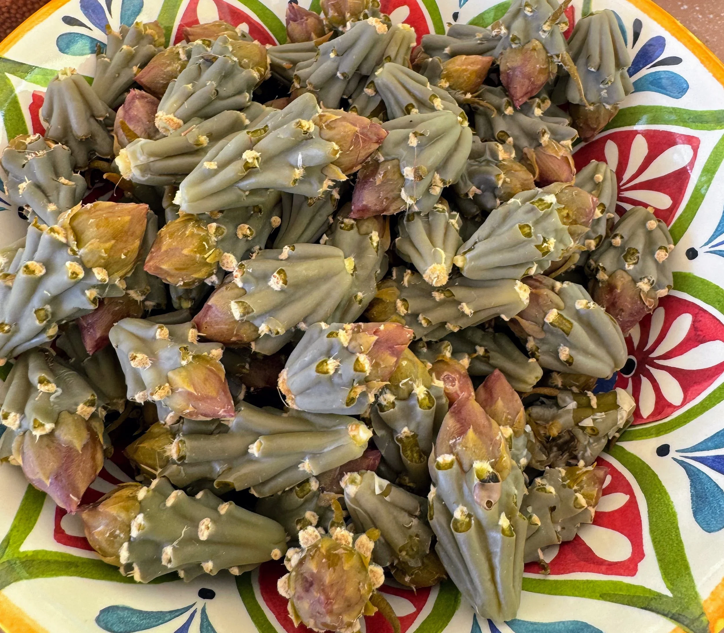 Intro to Spring Foraging in the Sonoran Desert 