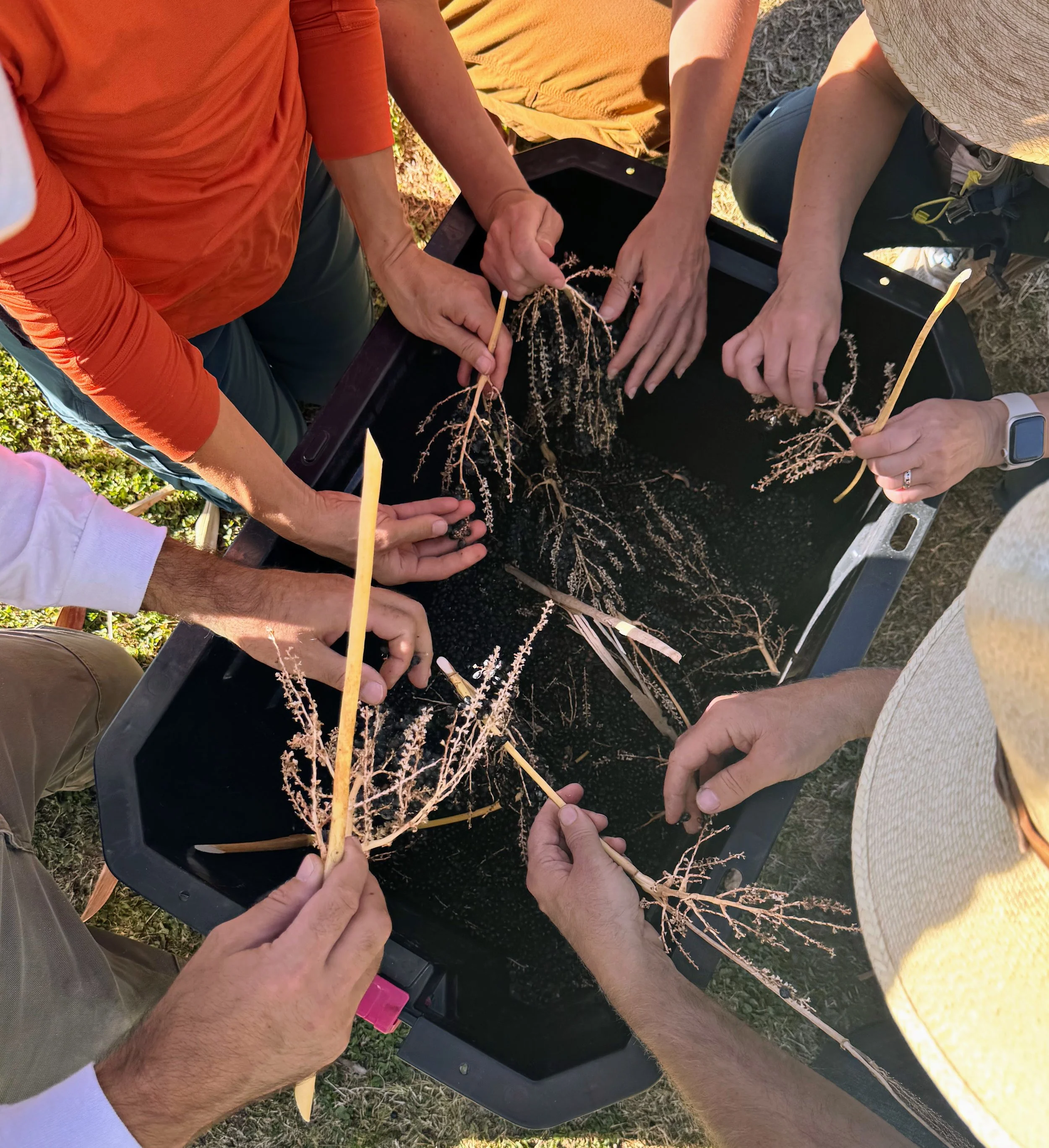 Foraging the Uncommon in Arizona