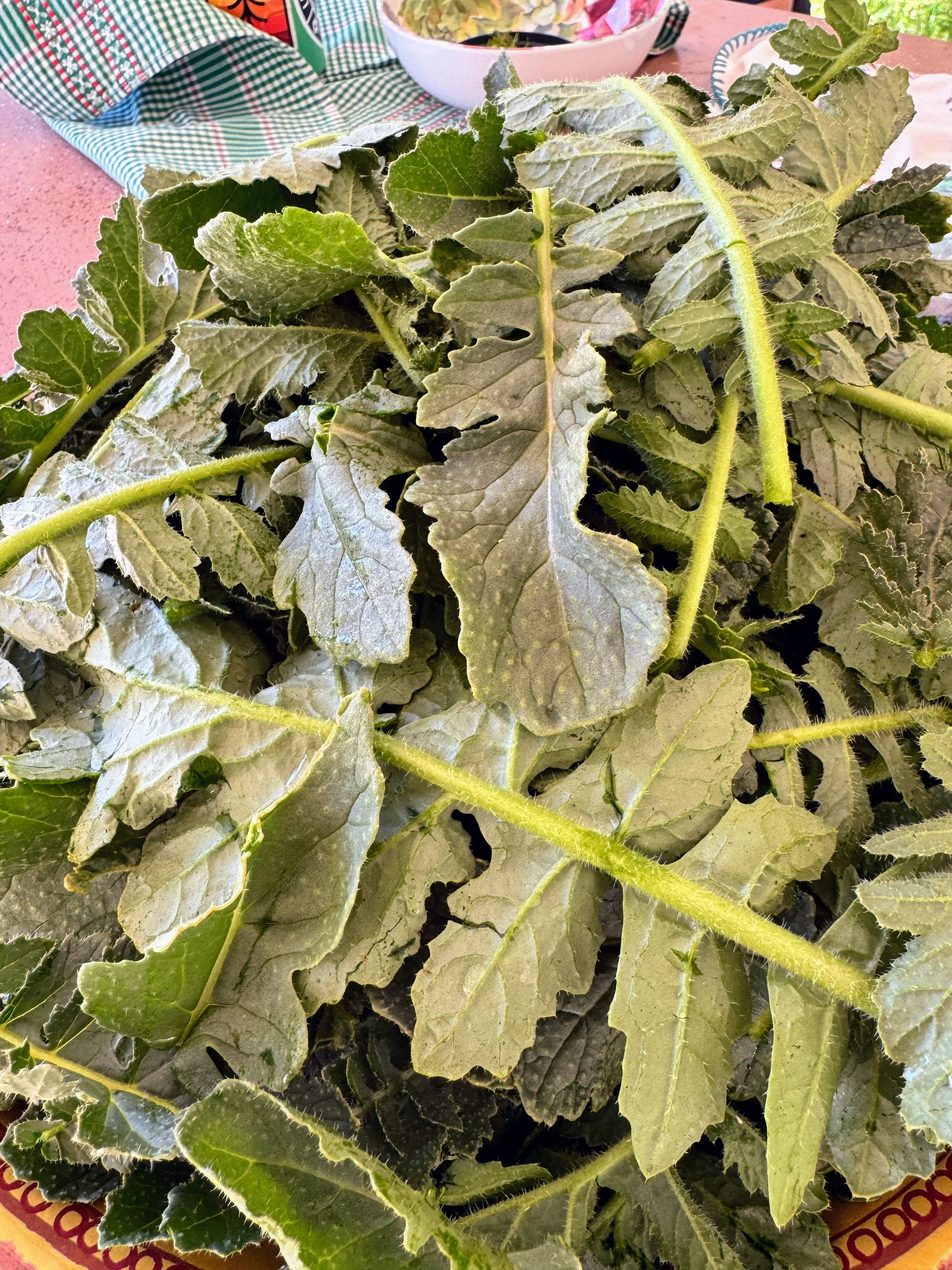 Foraging Workshop: In the Field Rio Verde - April 26 (BASE FEE)