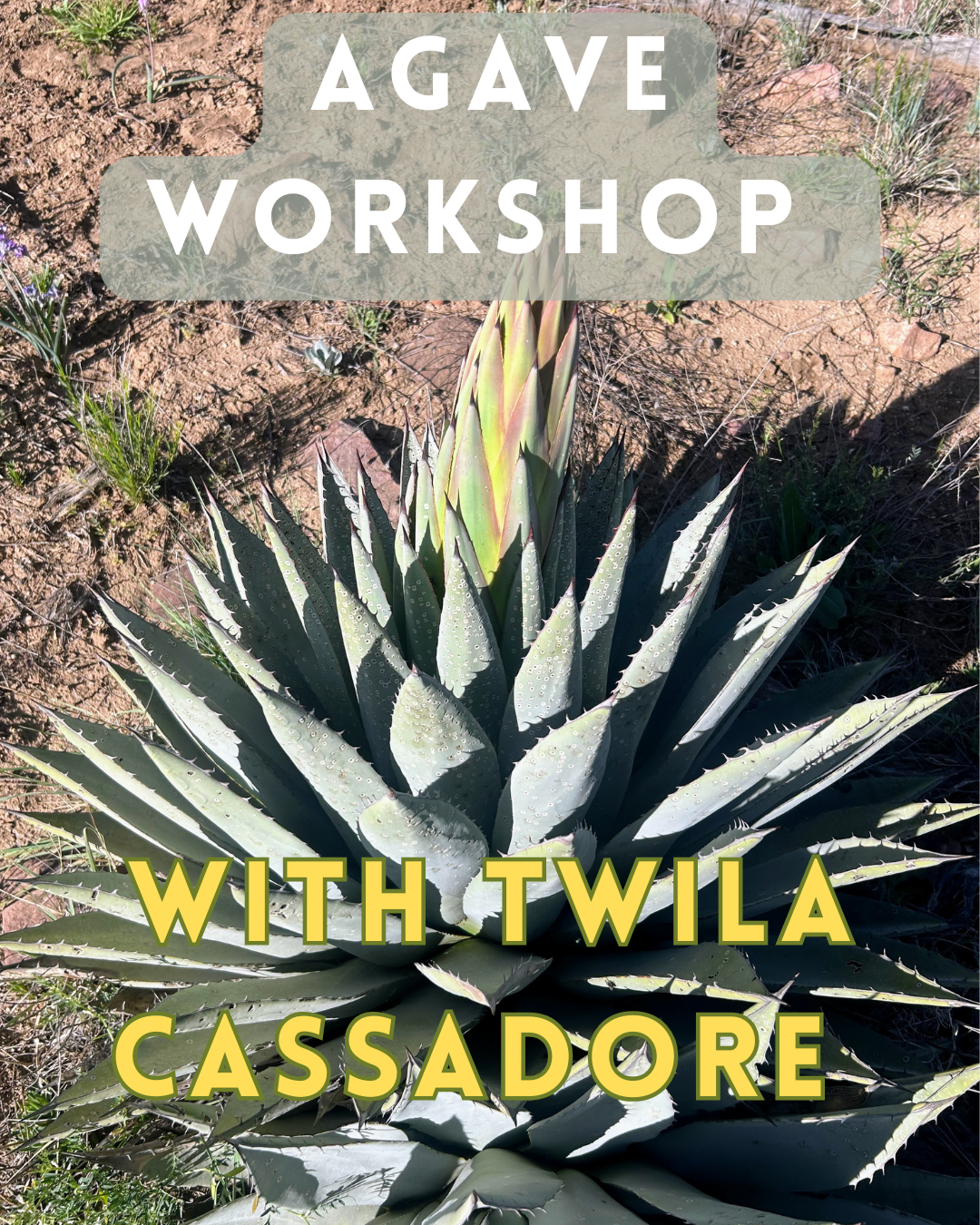 Agave wTwila_May 10 (1).png
