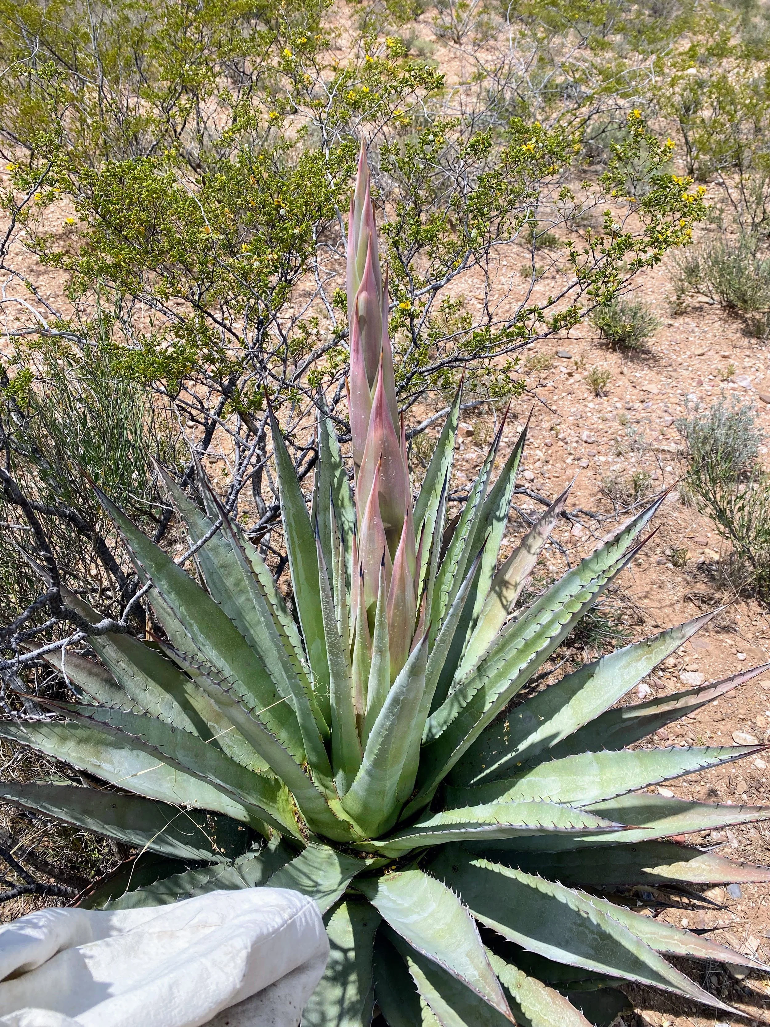 Agave Workshop with Twila Cassadore