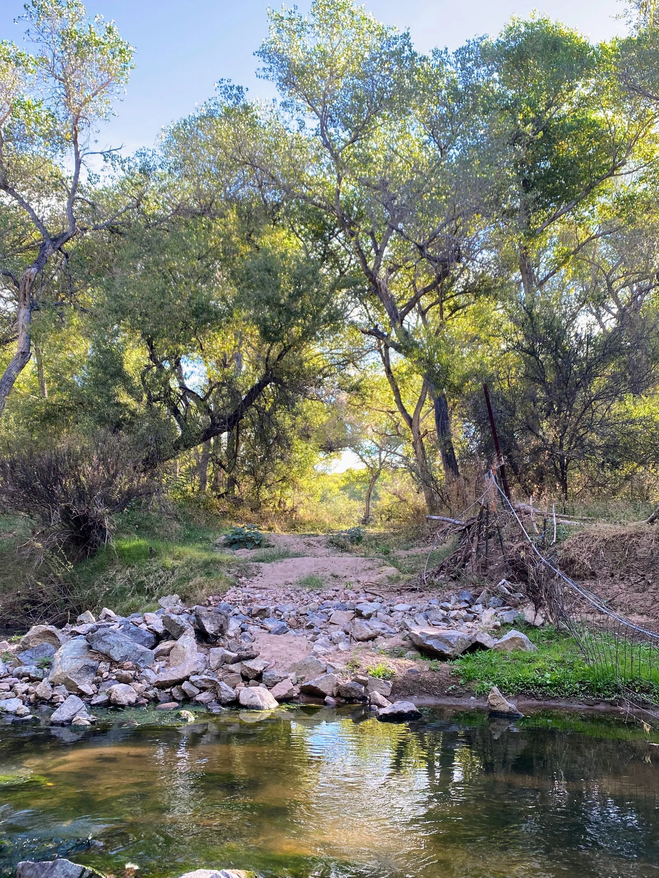 Edible & Medicinal Plant Walk - Tucson (Aug 8)