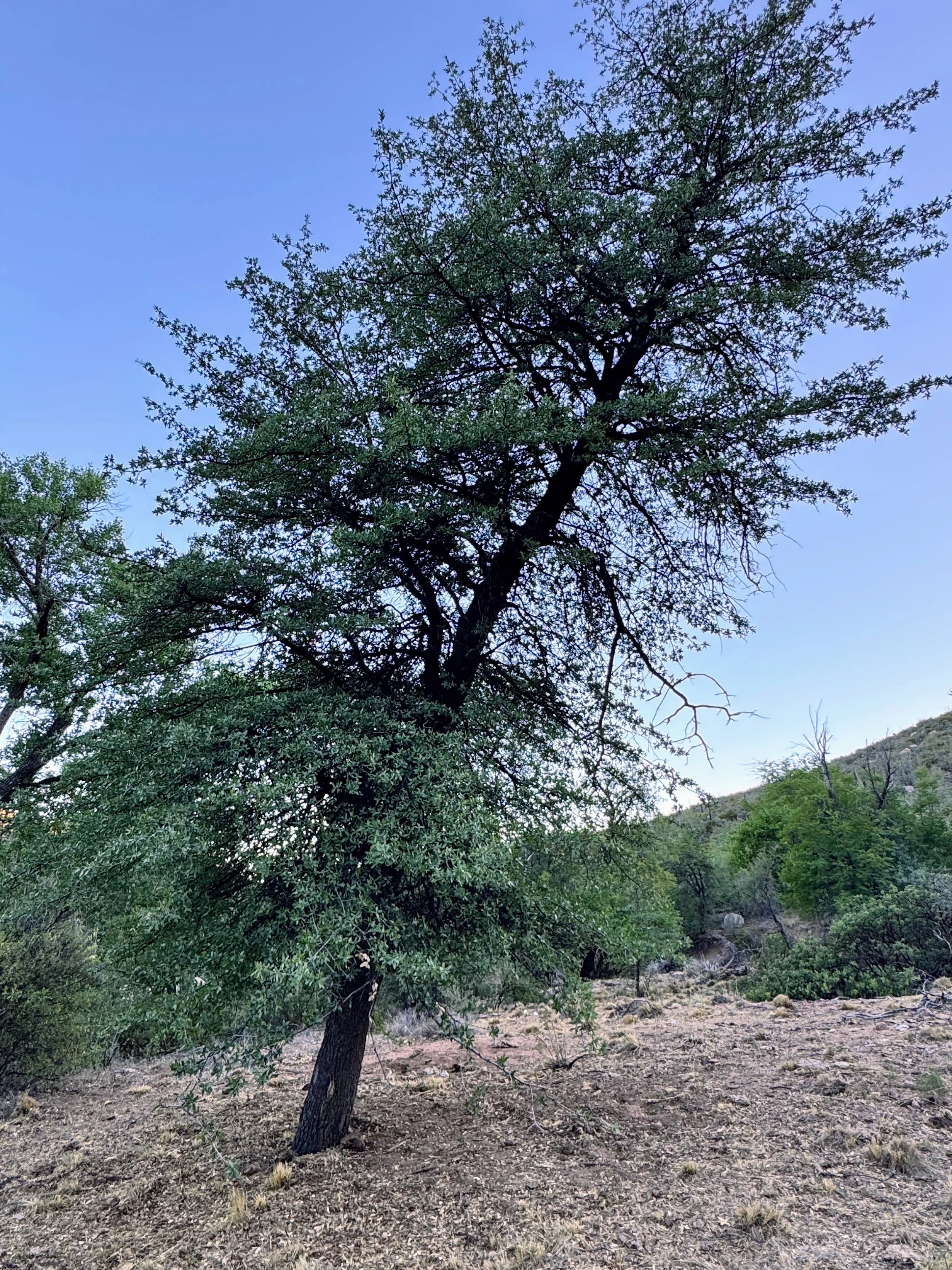 Edible & Medicinal Plant Walk - Payson (July 19)