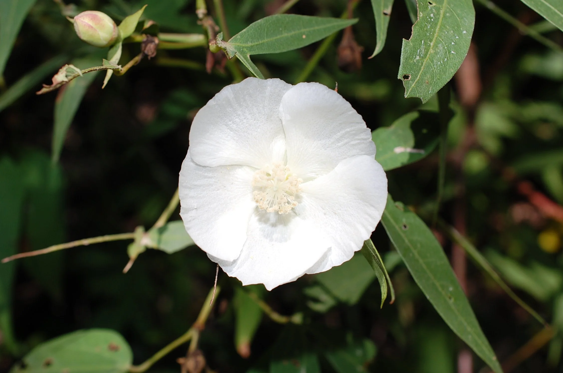Edible & Medicinal Plant Walk - Tucson (Aug 14)