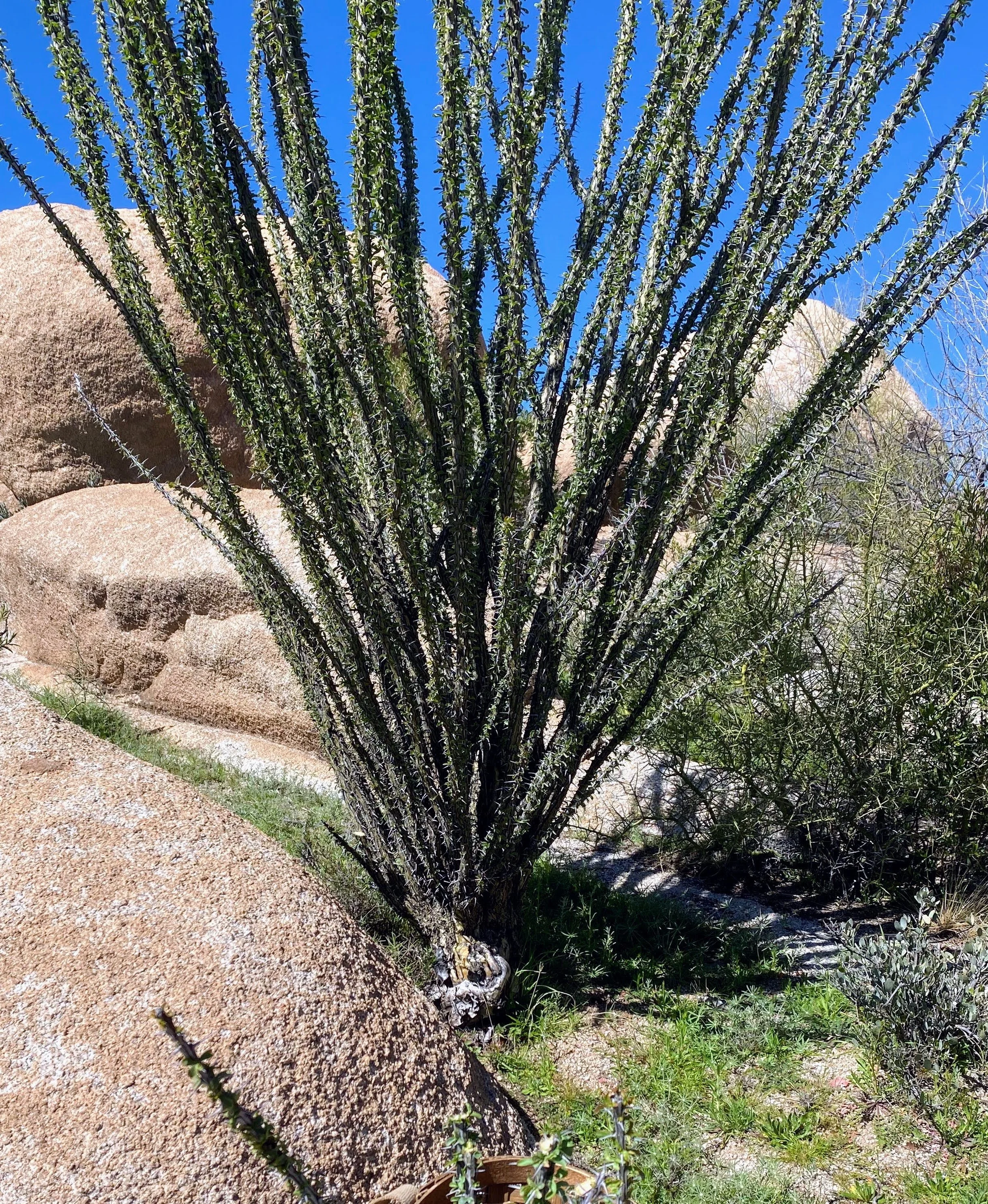 Ocotillo Immersion: Ongoing Explorations - Autumn Release
