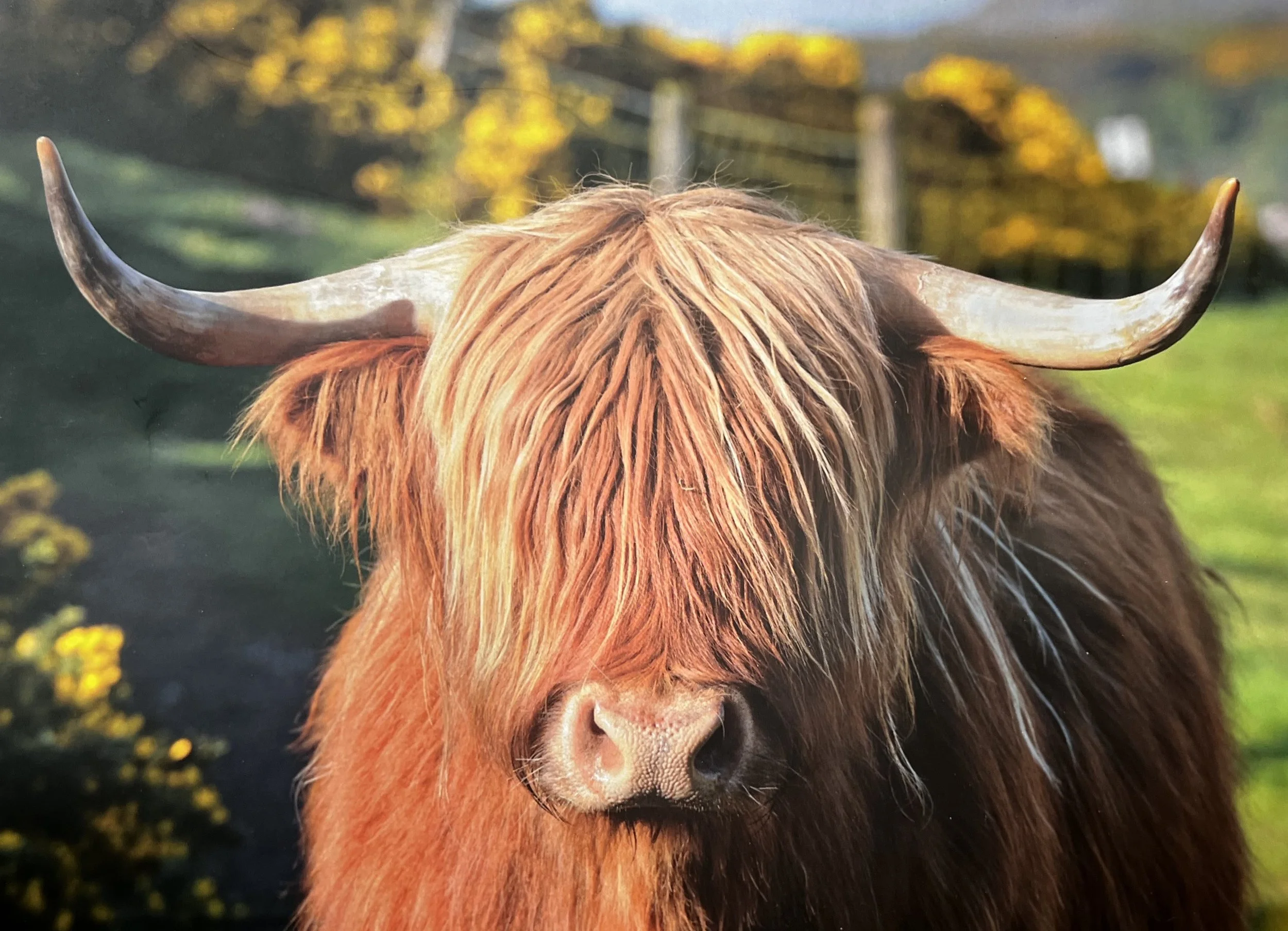 GA-HighlandCowGiftBag-RevPic-LG.jpg