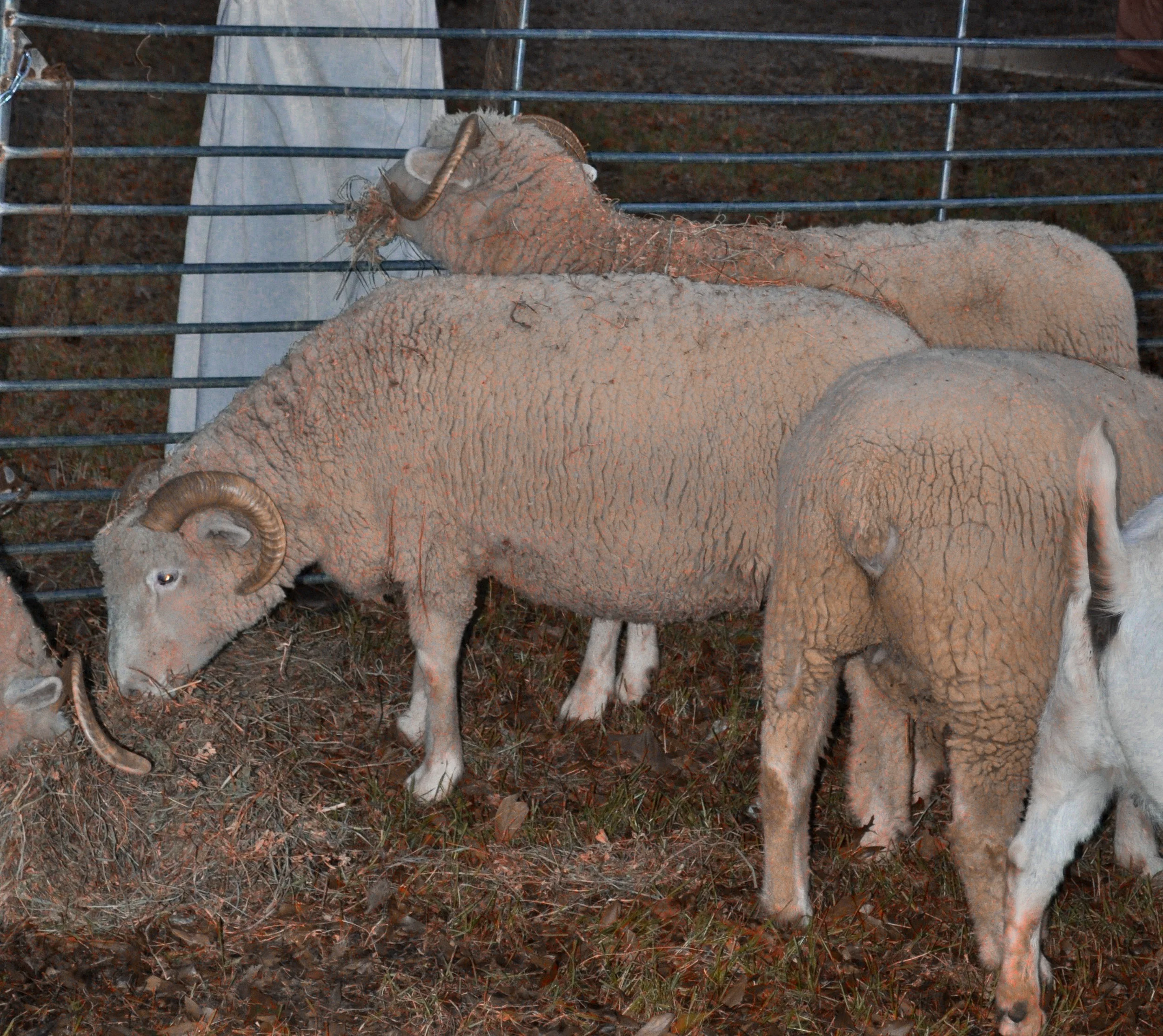Sheep.jpeg