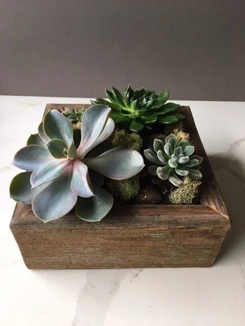 Succulent Garden In A Wooden Box  Redmond Floral