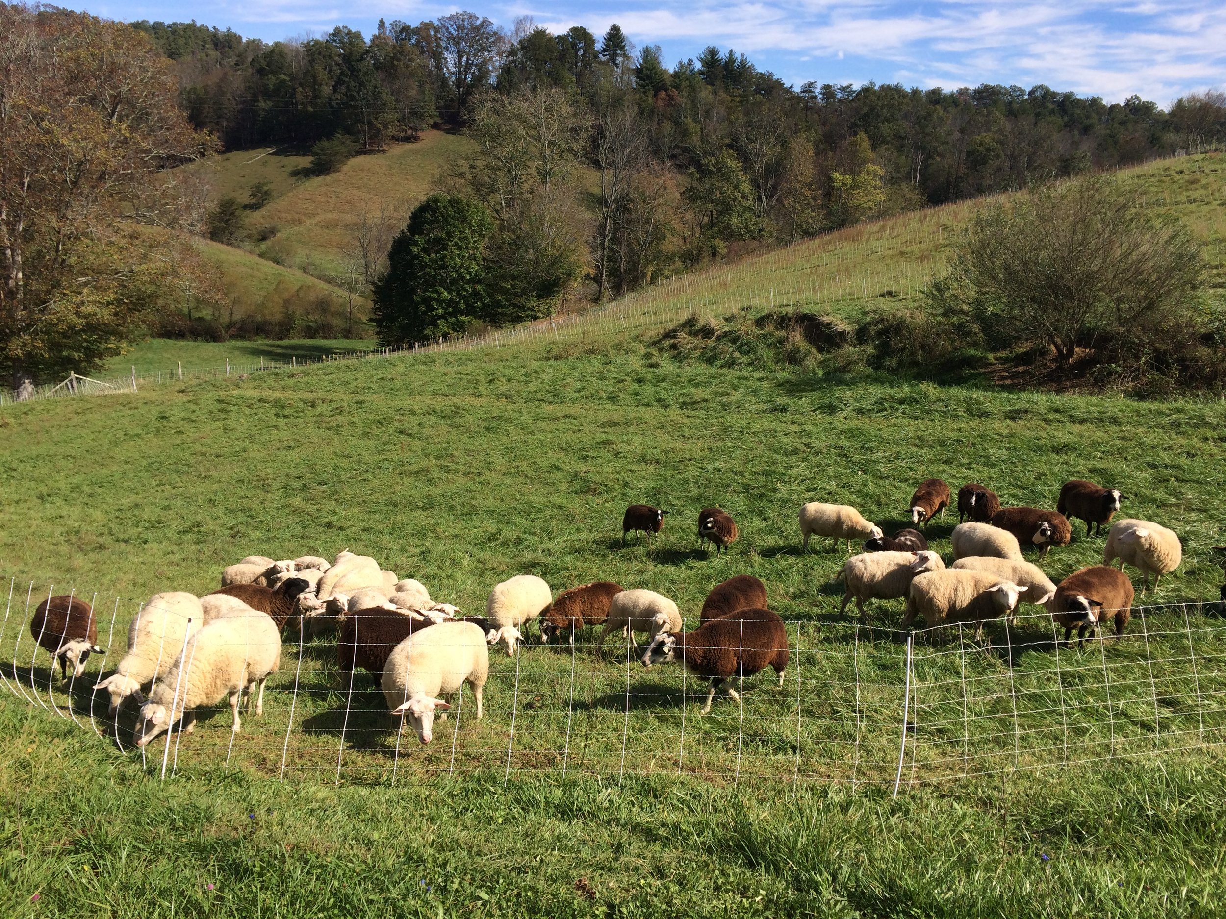 ewes on hill.JPG