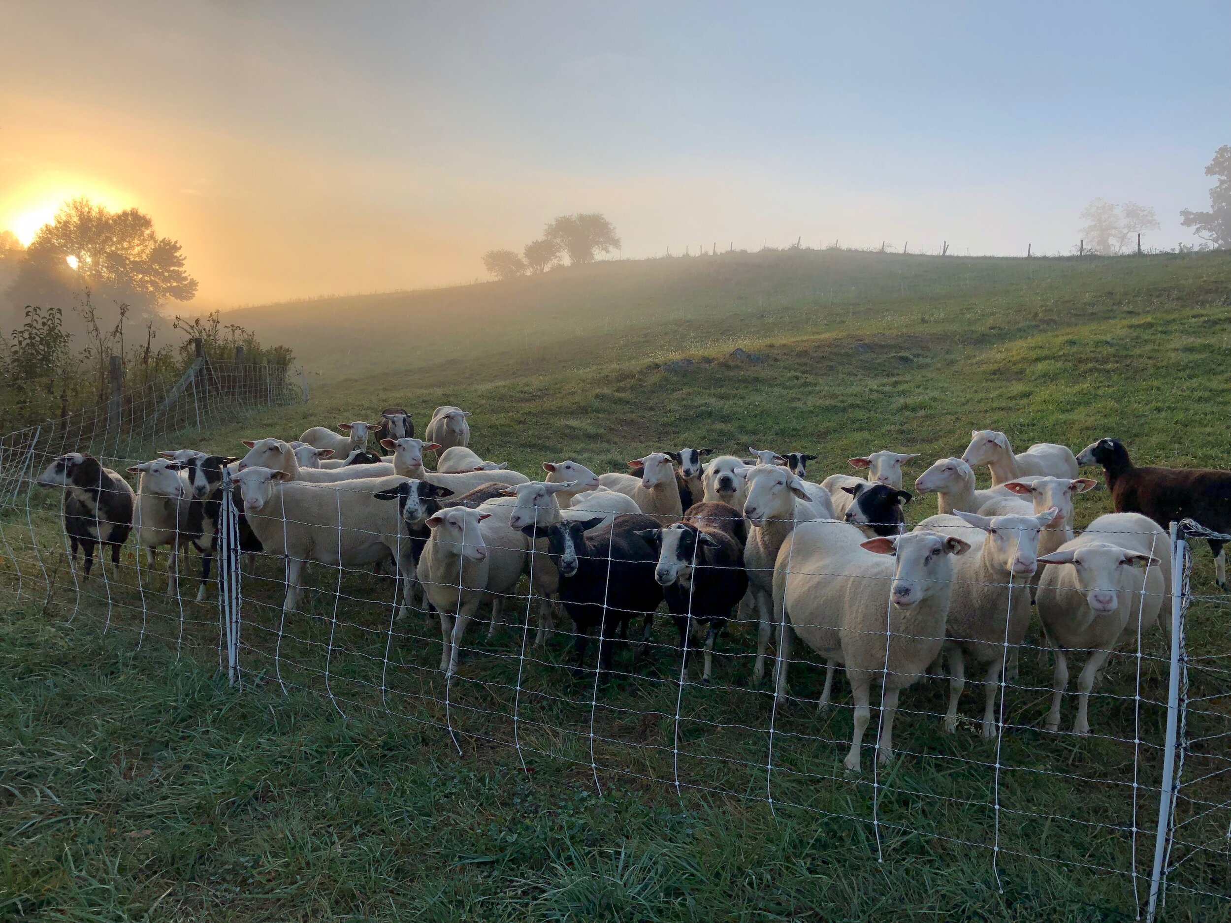 Milking flock_sunrise.jpeg