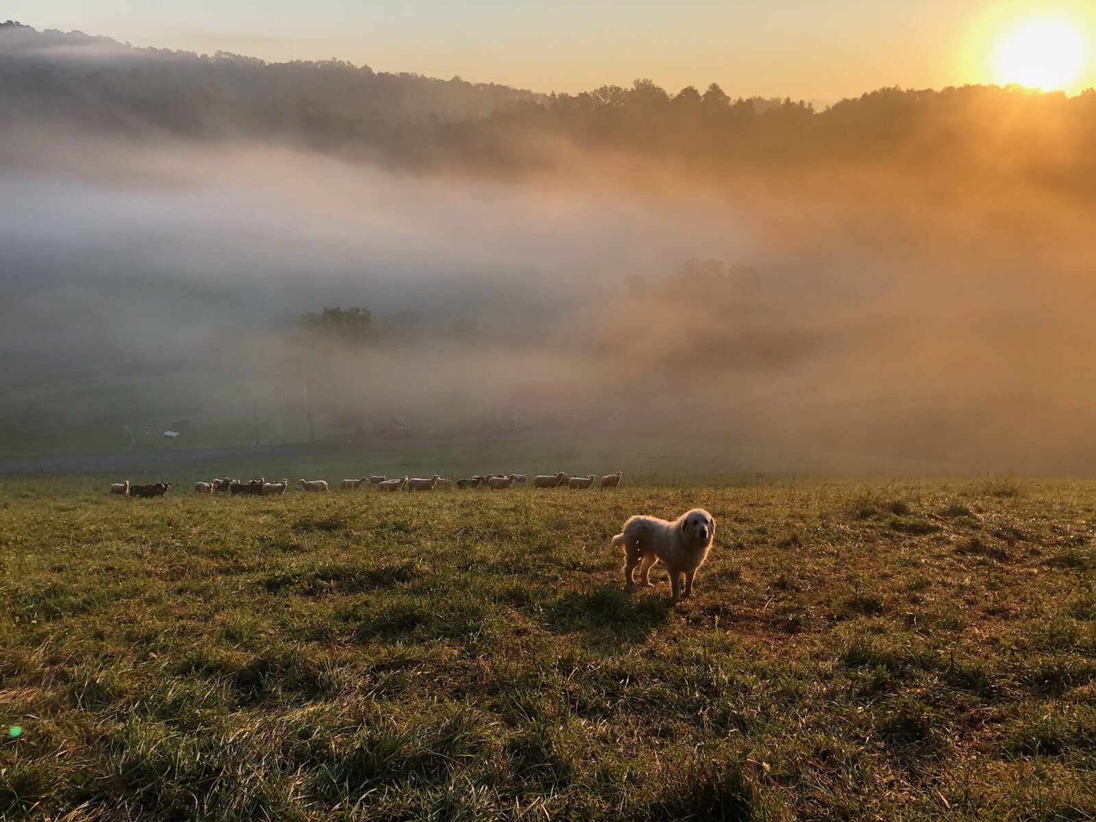 Sunrise on the hill.jpeg