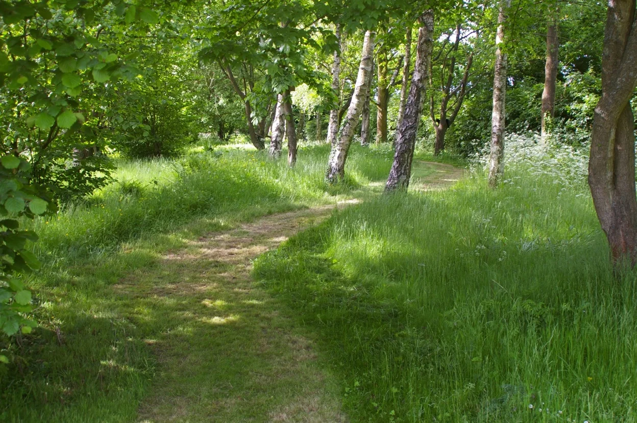 Woodland path