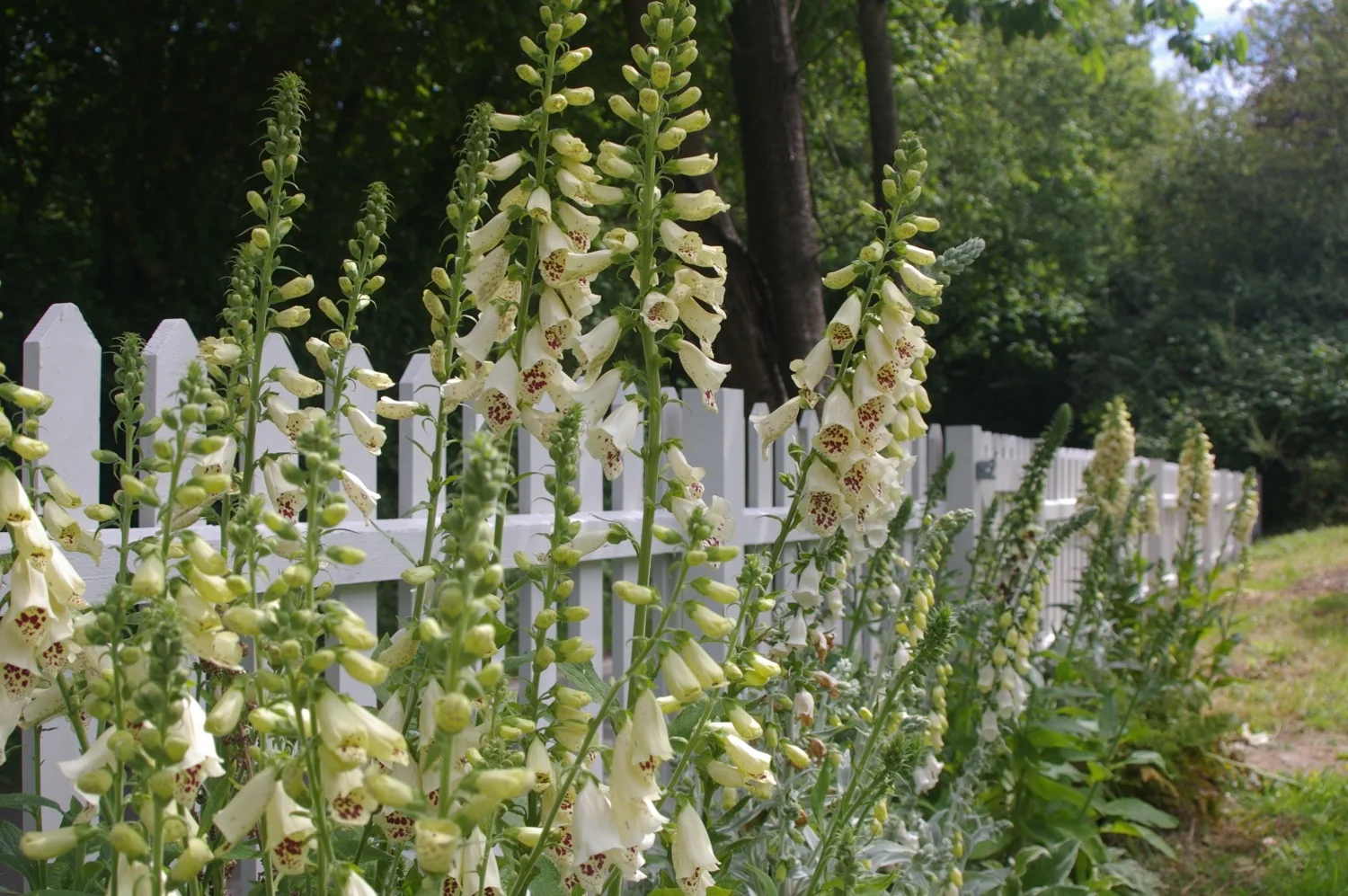 White picket fence