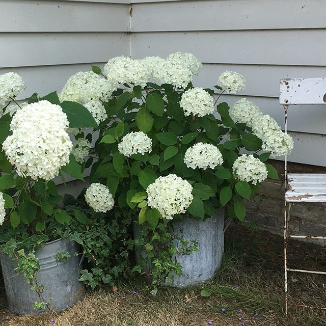 Bought these beauties last year from the village fete. #patience #white hydrangea#photolocation#whiteweatherboard #vintagegarden