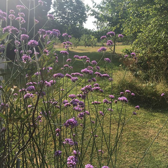 Summer time view from the porch. #photolocation #wildgarden #porch #filmlocation