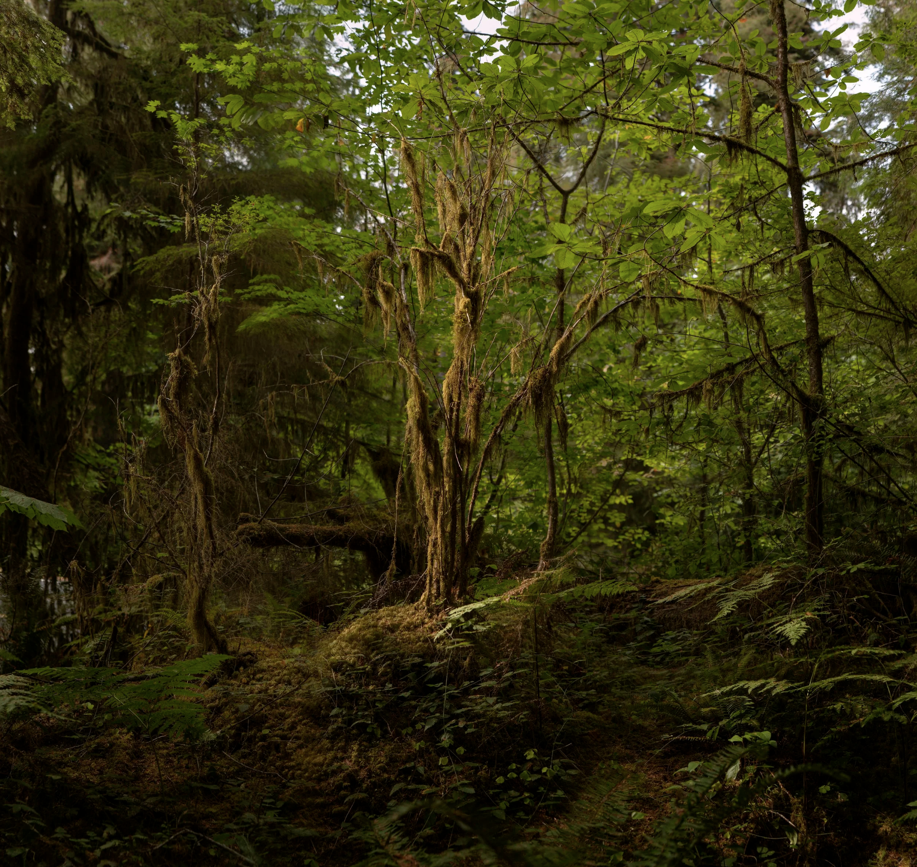 Dark Forest