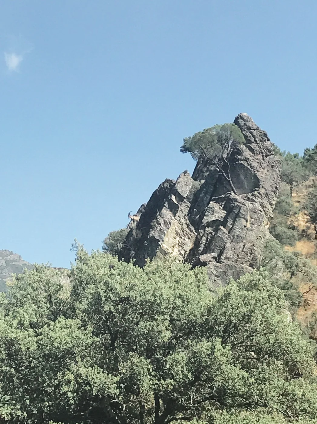 Do you see the mountain goat? They were everywhere!