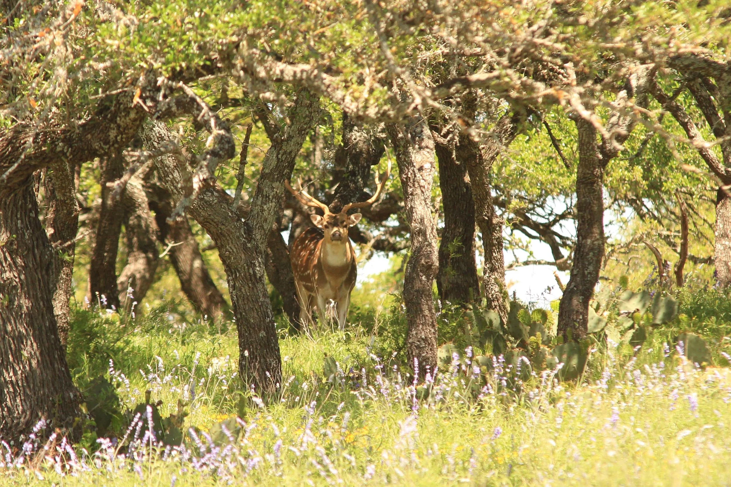 SLK_0125.jpg