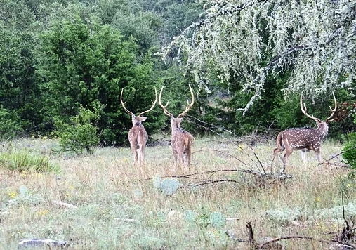 Falcon Ridge Ranch