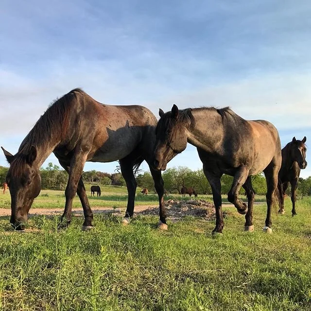 Wonder what the city folks are up to... #blueroan #quarterhorse #buyland