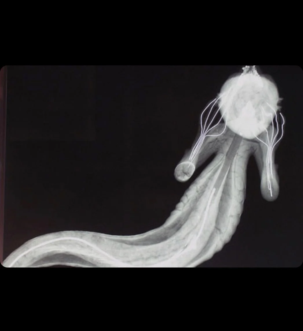 X-ray of Merman

Collection: Natural History, Zoology, courtesy of the Horniman Museum
.
.
.
#scitainment 
#merman
#zoology 
#museum
#physicalculture
#sculpture