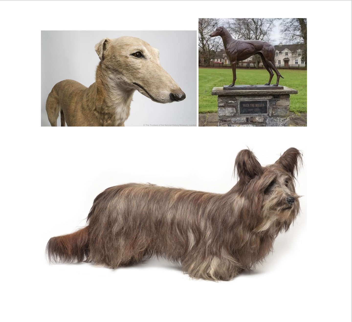 Dogs of the Natural History Museum: Wolverly Chummie joined the collection the same time as Eugen Sandow, both &lsquo;best in breed&rsquo;. The serial champion Mick the Miller was once the world&rsquo;s most successful and famous racing dog, (Bronze 