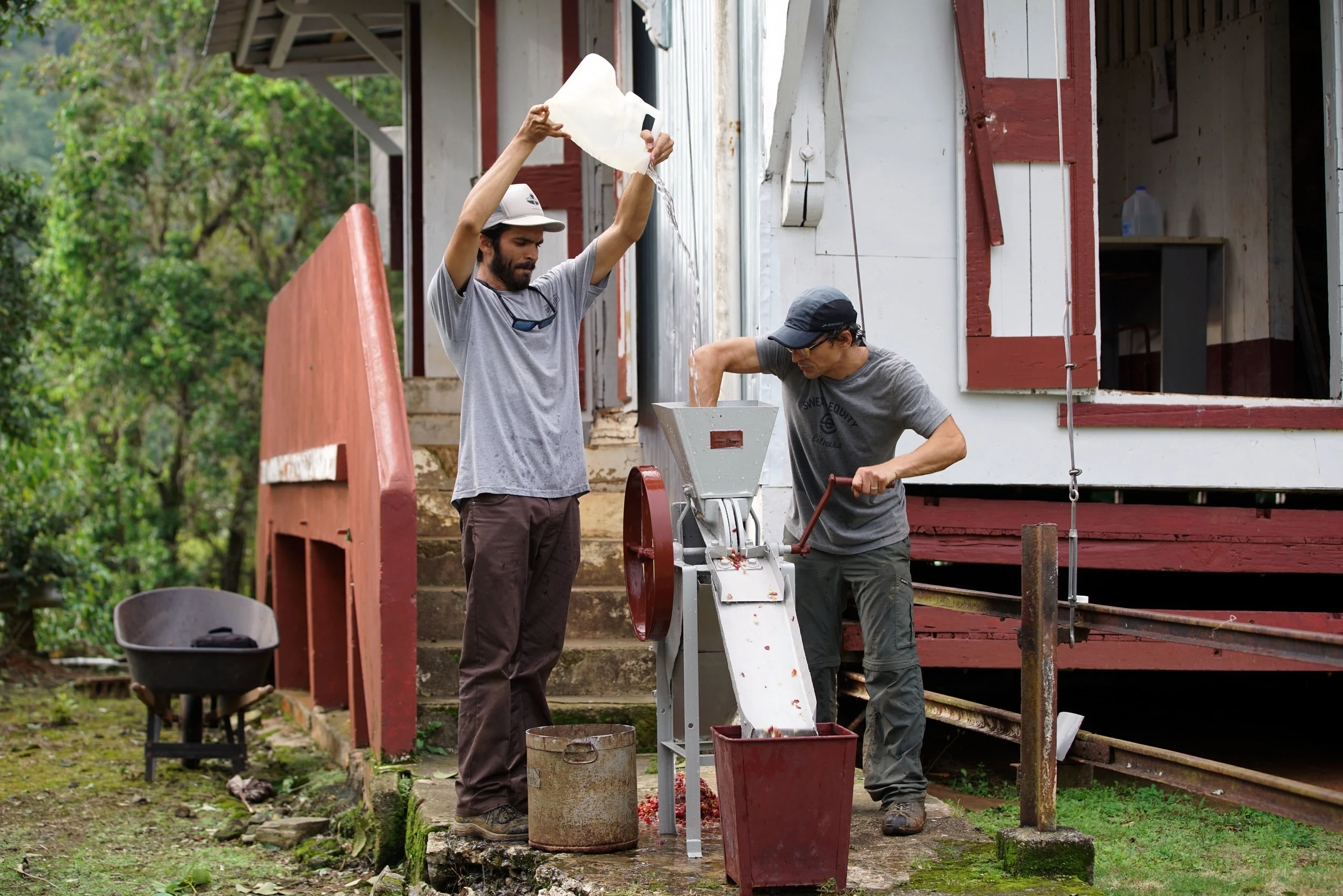 Hacienda Masini Coffee Farm - Puerto Rico