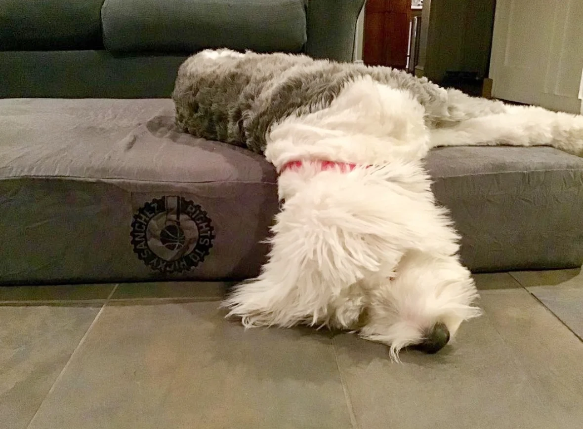 Process Pup Ellie.jpeg