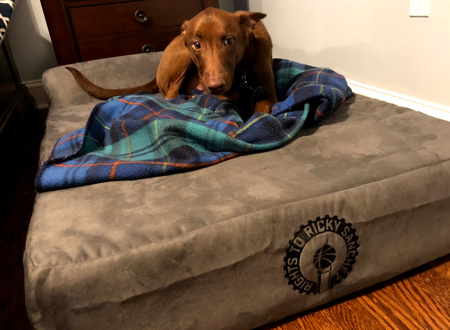 big barker bed