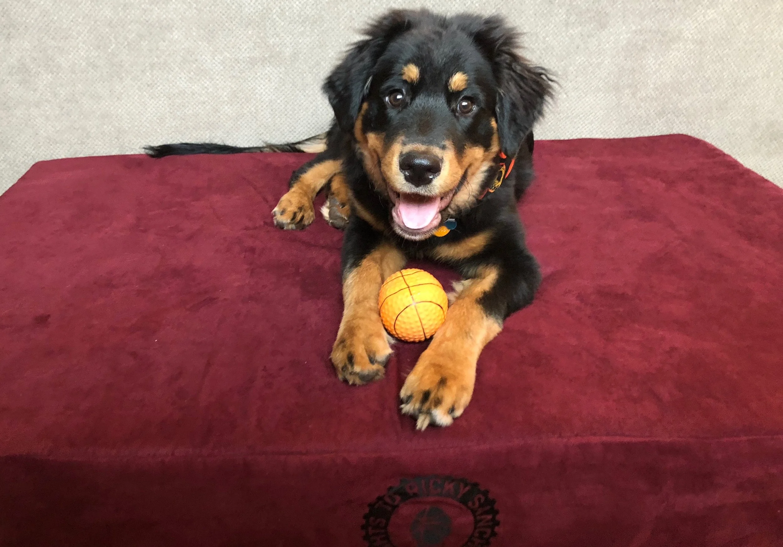 Process Pup Carson.jpeg