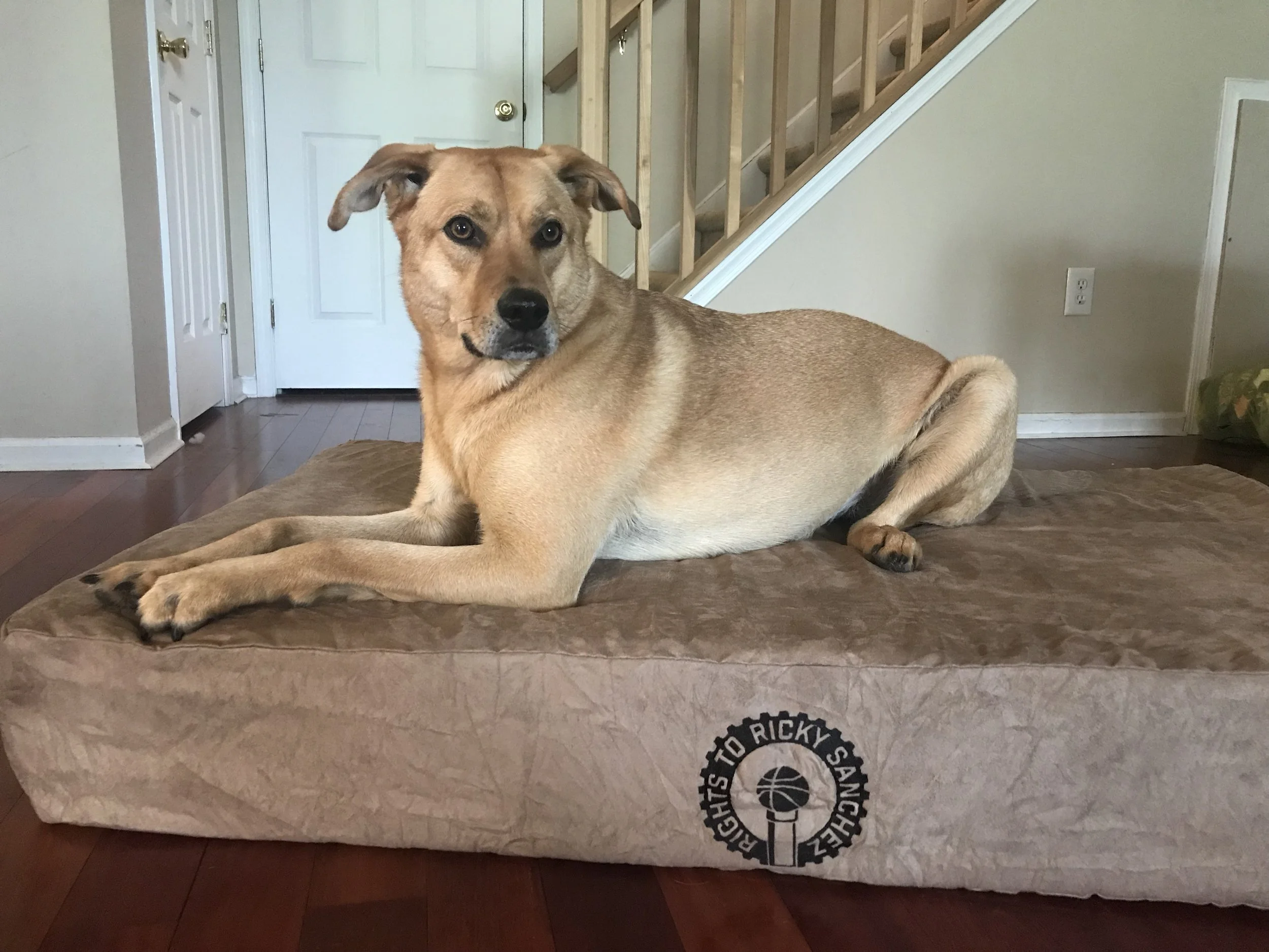 Process Pup Maggie.jpg