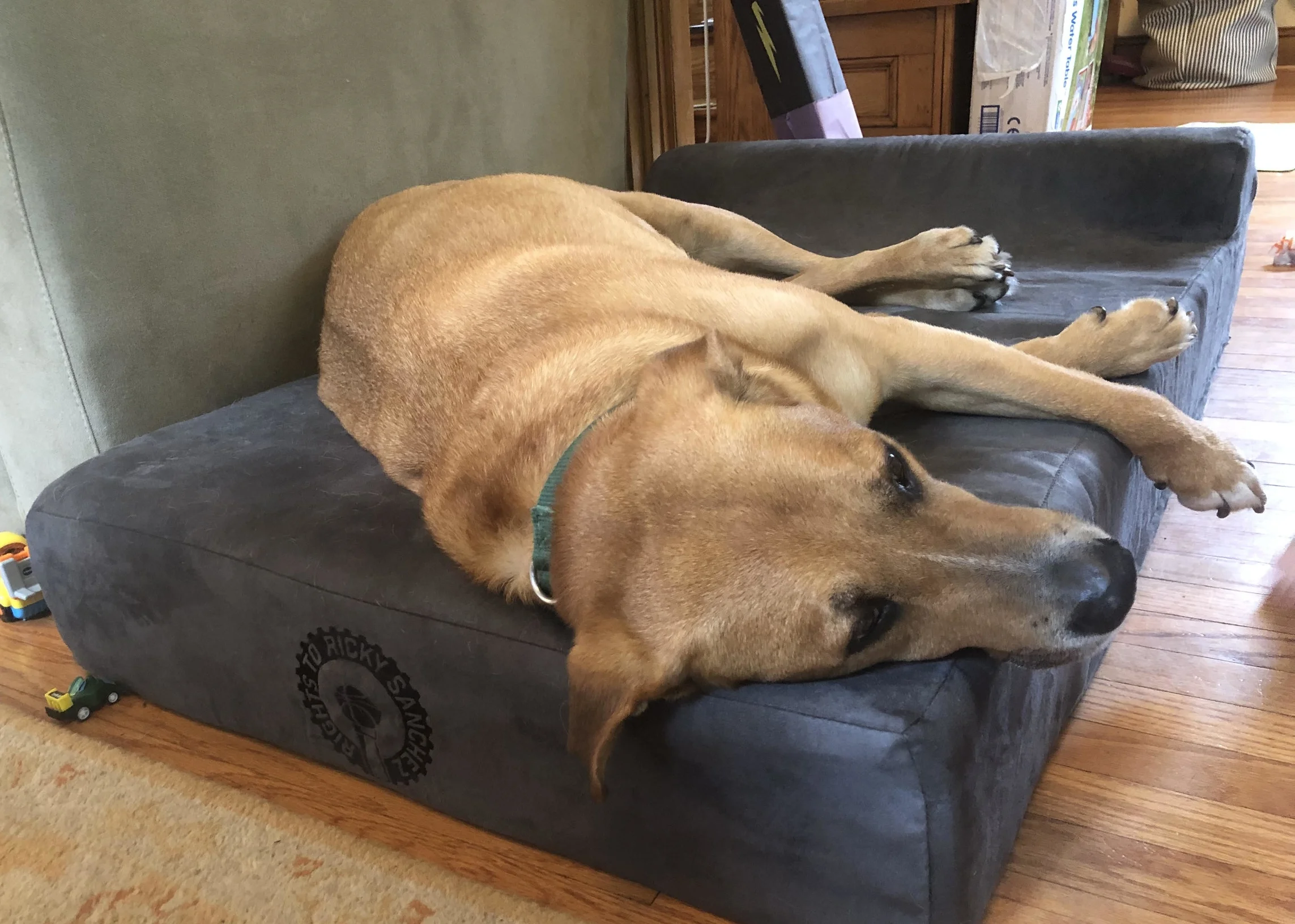 Process Pup Cooper.jpg