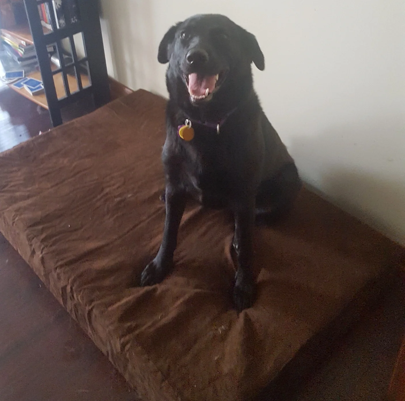 Process Pup Lindy.jpg